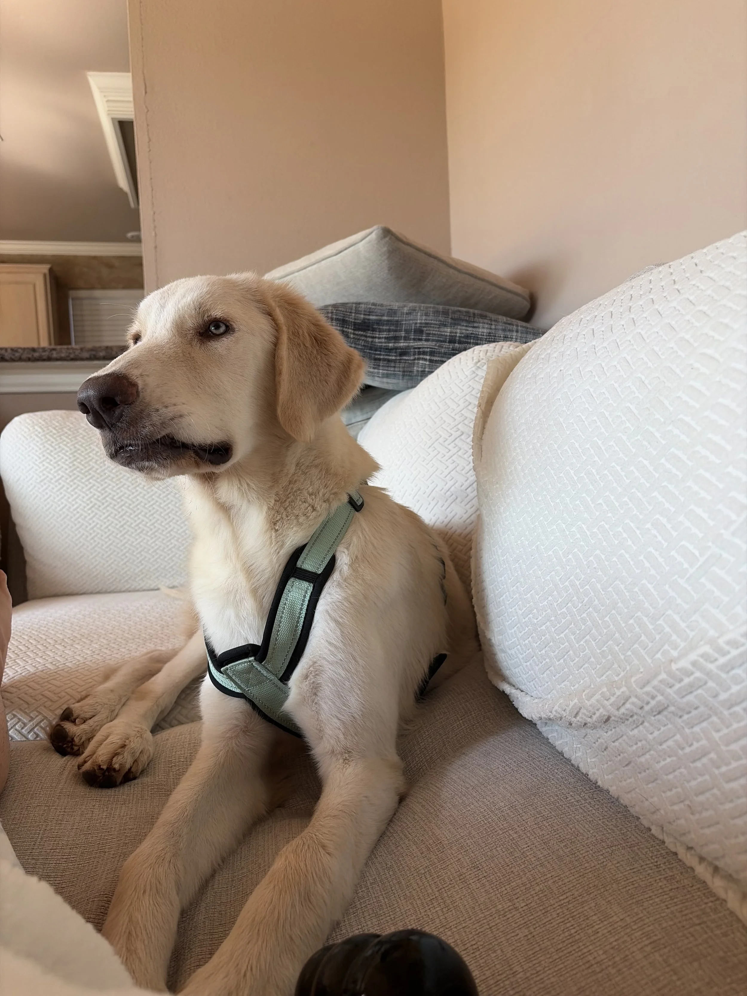 Golden Retriever mix, Labrador mix, yellow lab, Dallas, DFW, Ana, Texas, adopt, rescue, Frisco, Plano, McKinney, Grapevine