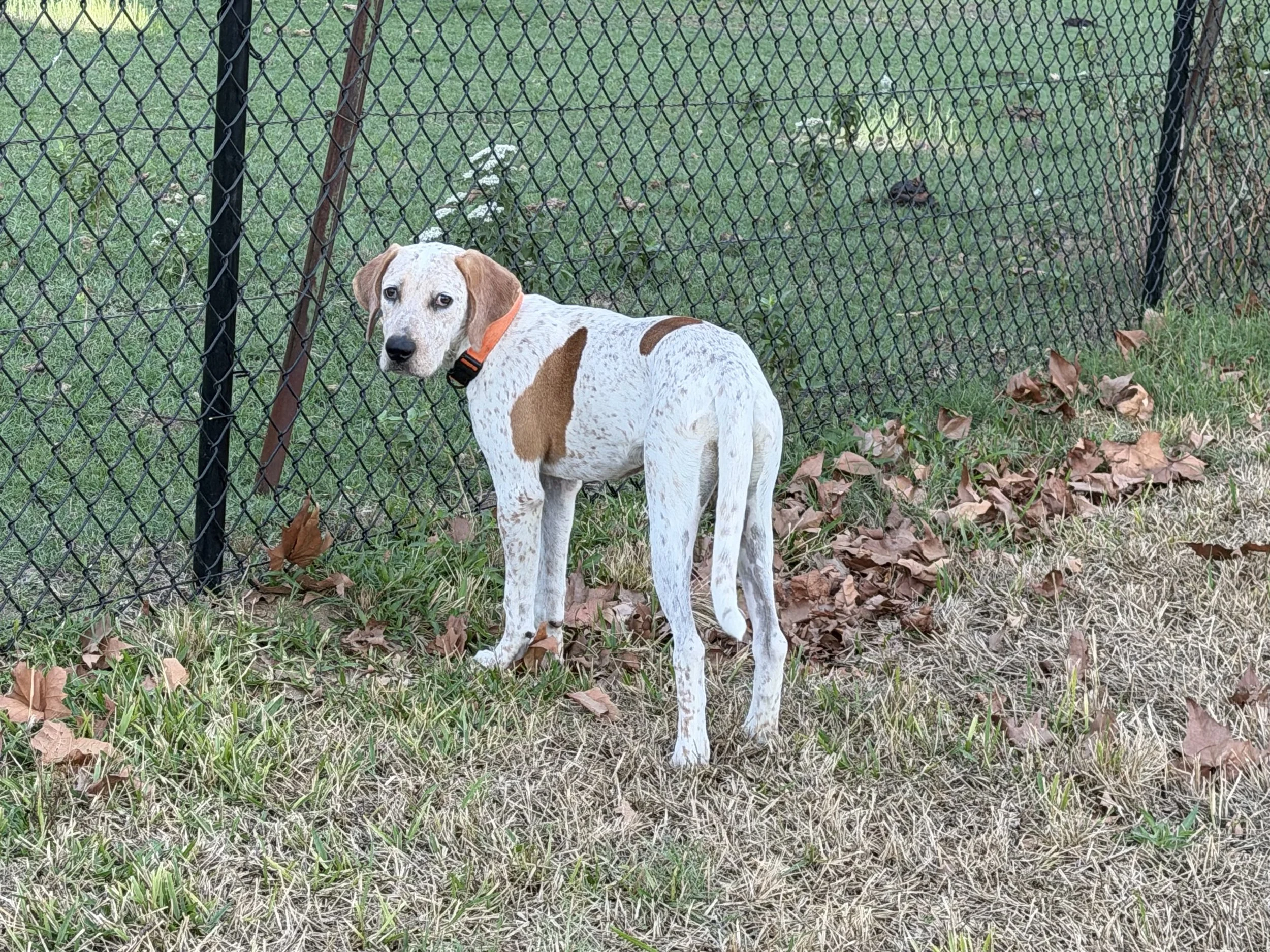English Pointer, Pointer, GSP, adopt, rescue, Dallas, Colorado, McKinney, Plano, DFW, North Texas, Grapevine, Frisco, Anna, Nebraska, dog