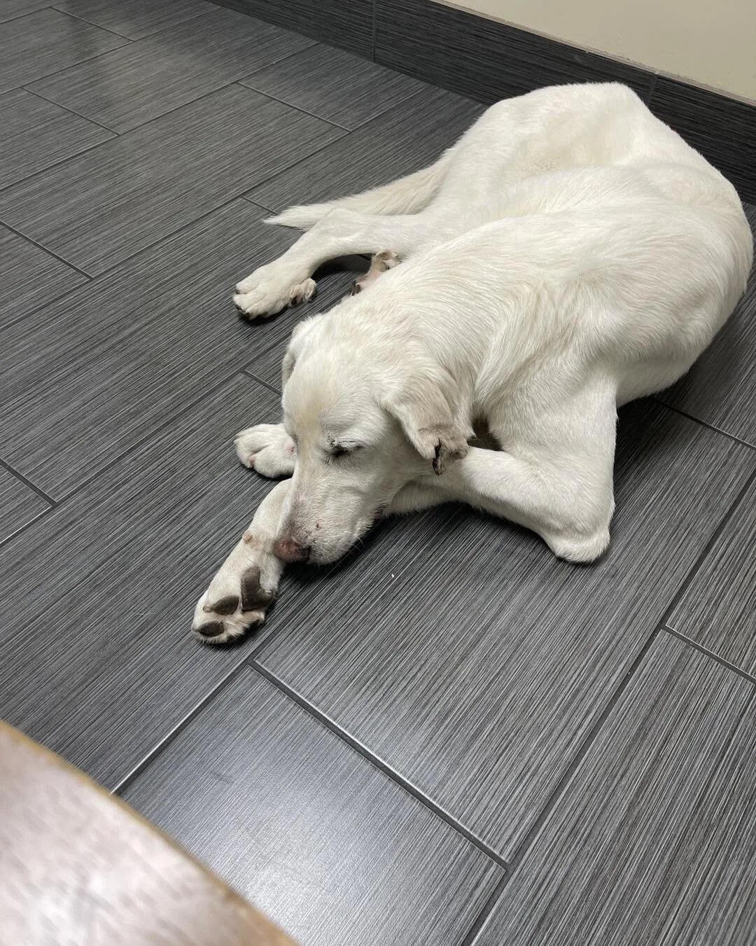 🚨🍩 Foster needed for this sweet guy! Seeing him frolic and play in the snow makes us realize even more what a playful, happy, friendly boy #CRRDonut is and how beautifully he would flourish out of our center and in a home! 🍩🚨 

Donut does not wan