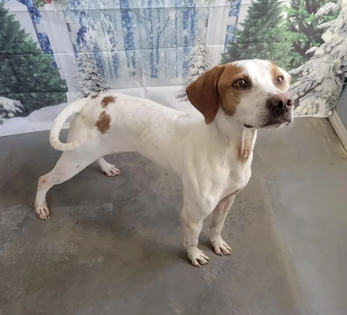 Now that #CRRRodney is out of dainger(field), he is ready for his forever home!

Here&rsquo;s his story&hellip;

Daingerfield, Texas Animal Services watched as this beautiful boy was thrown from a moving vehicle. Luckily the team was there to save hi