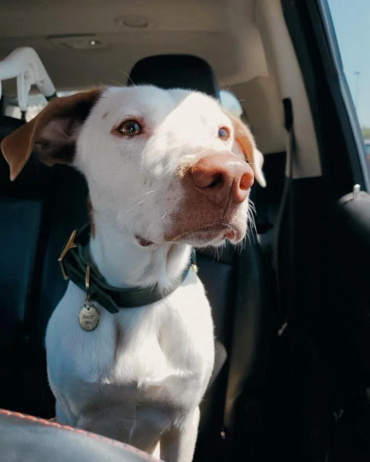 *Our* Zazu might not be white and blue, or be able to fly, or even be a majordomo to a huge pride of lions, but he IS smart, playful, and fun as heck! 

Zazu is an extra sweet, loyal, 35 lb, 2 year old pointer mix. He is potty and crate trained, and 