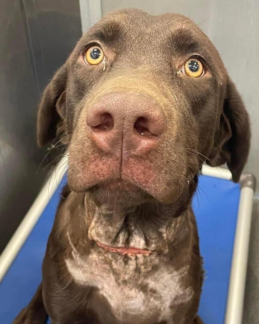 Dogs are resilient as heck! Even when the world has shown them the worst, they still want to give us their best. This handsome fella is Frank and he is ready for his forever home. Tell me those eyes don&rsquo;t melt your heart and make you feel all w