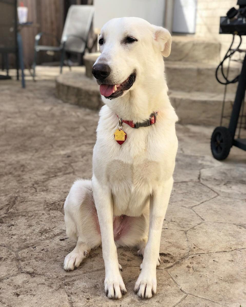 This is Aspen. Sweet, beautiful Aspen needs a new home! 

Aspen is a 60 lb, 5 year old, potty, leash, and house-trained Anatolian Shepherd who loves snuggles, the great outdoors, and going on car rides.

She has a dog-brother that she loves (as long 