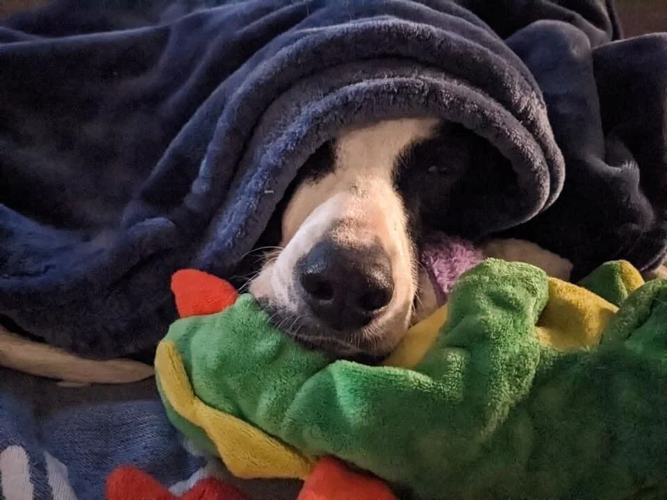 Frankie Valli, Mandy Moore, Iggy Pop, Bow Wow Wow&hellip; and so many others all love candy and all of our reports say that #CRRCandi is a definite sweet treat. While the weather outside is frightful, this little snugglebug is more than happy to cudd