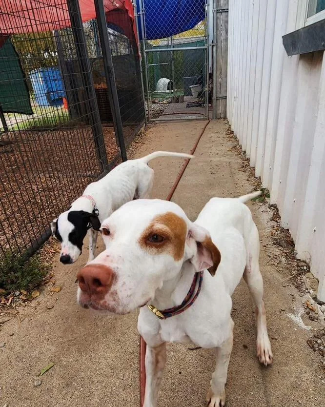 Canela (lemon) is a 5 year old English pointer who found herself out of time in an overcrowded rural shelter, but luckily we found her just in time!

Can you see the little tiny glint of mischief in her eyes?? This gal likes to scale fences in her sp