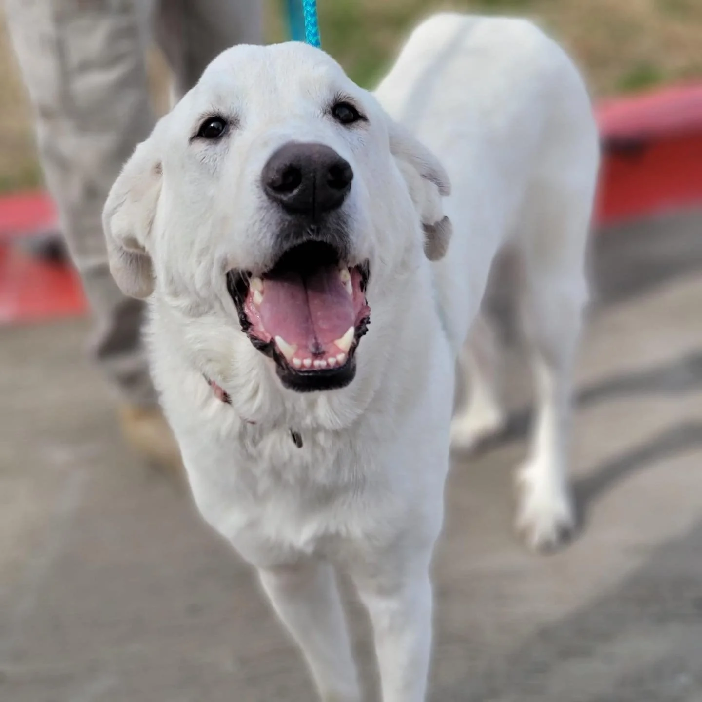 Meet Our Dogs — Cane Rosso Dog Rescue