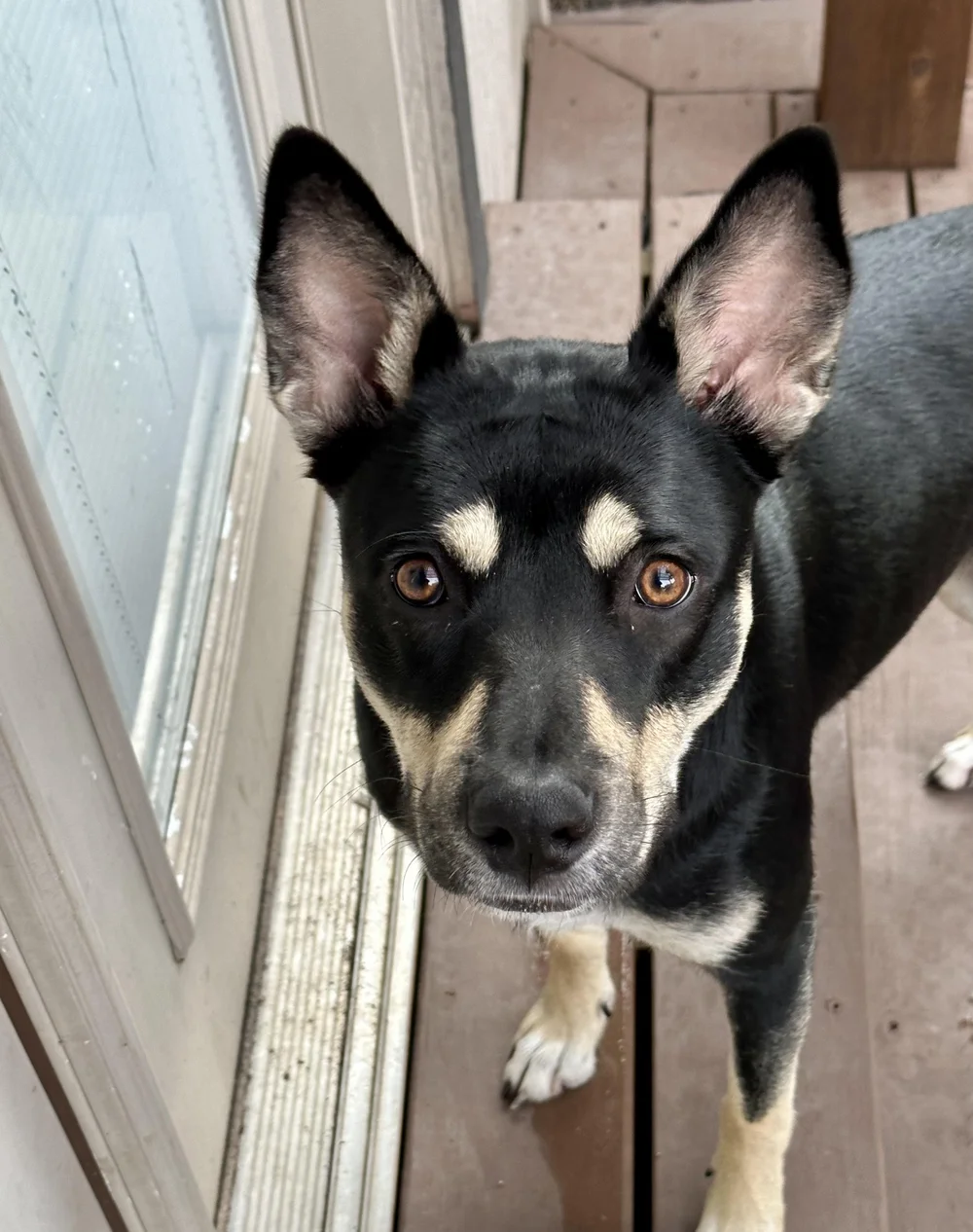 Meet Our Dogs — Cane Rosso Dog Rescue