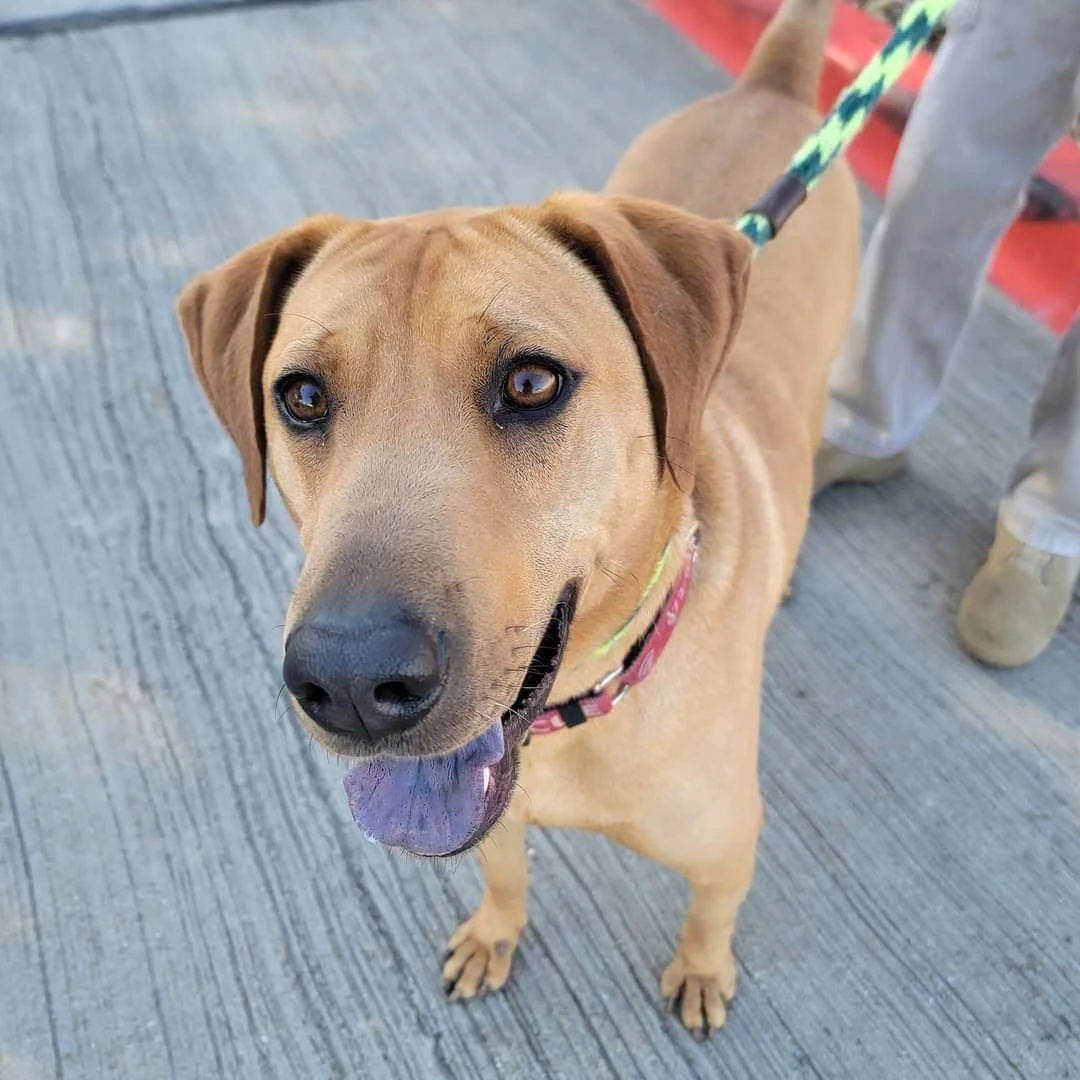 Meet Our Dogs — Cane Rosso Dog Rescue