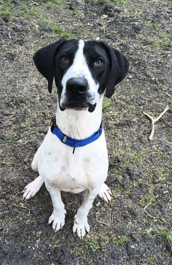 Meet Our Dogs — Cane Rosso Dog Rescue