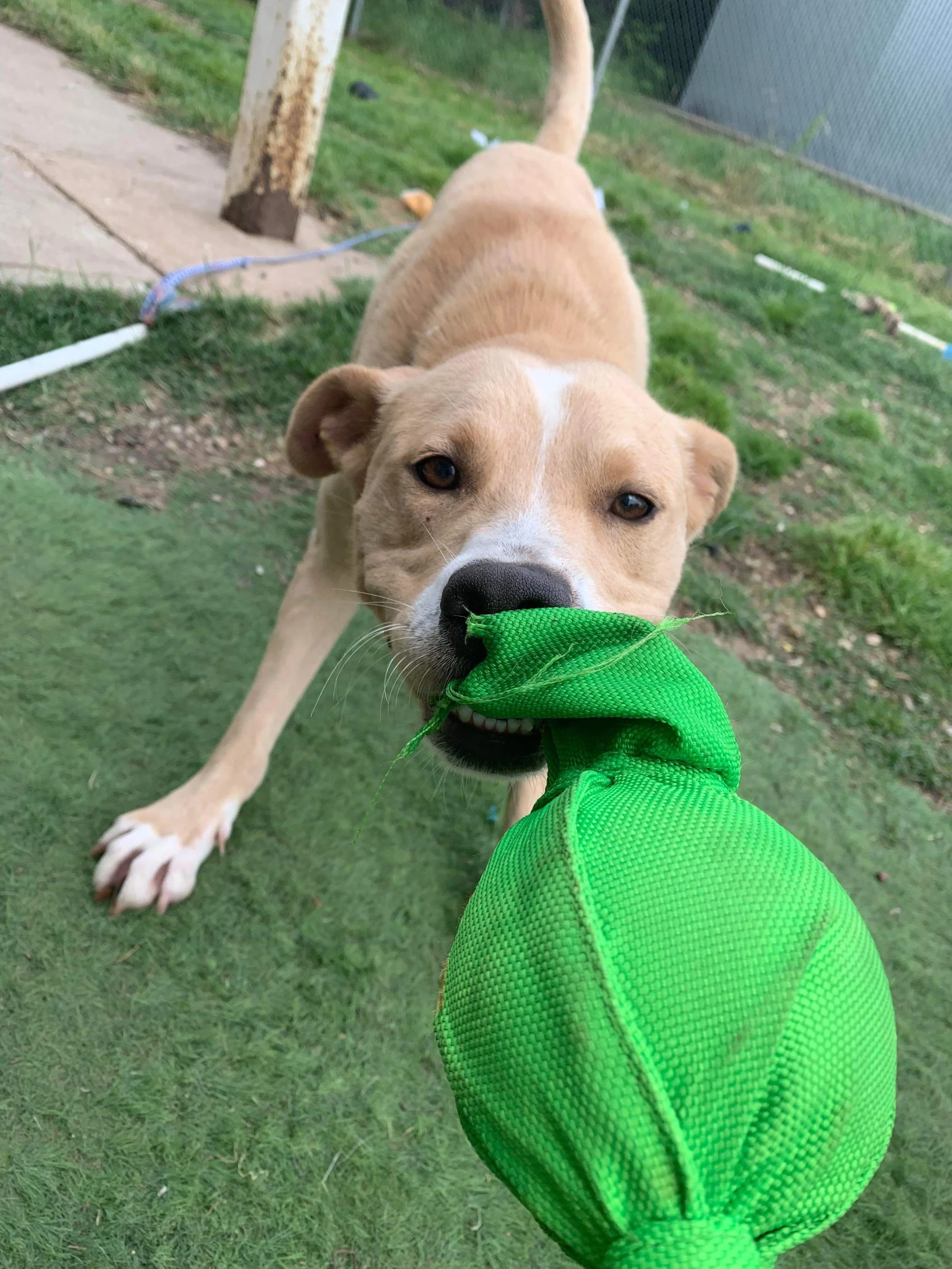 Meet Our Dogs — Cane Rosso Dog Rescue