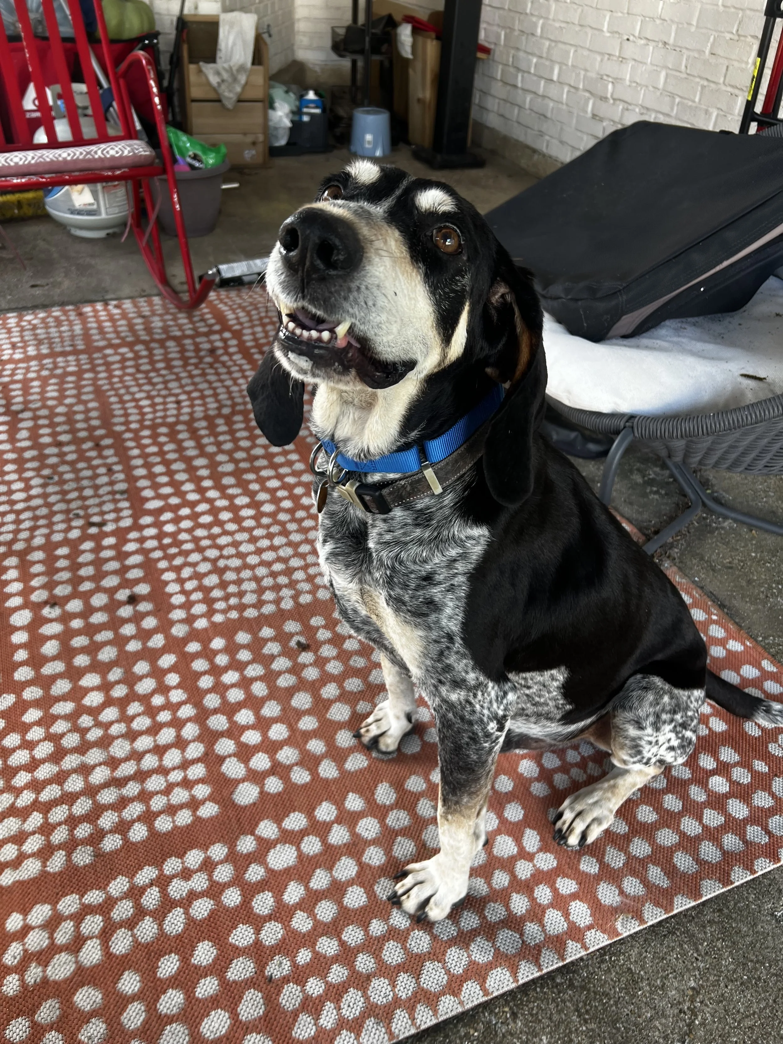 Duke
