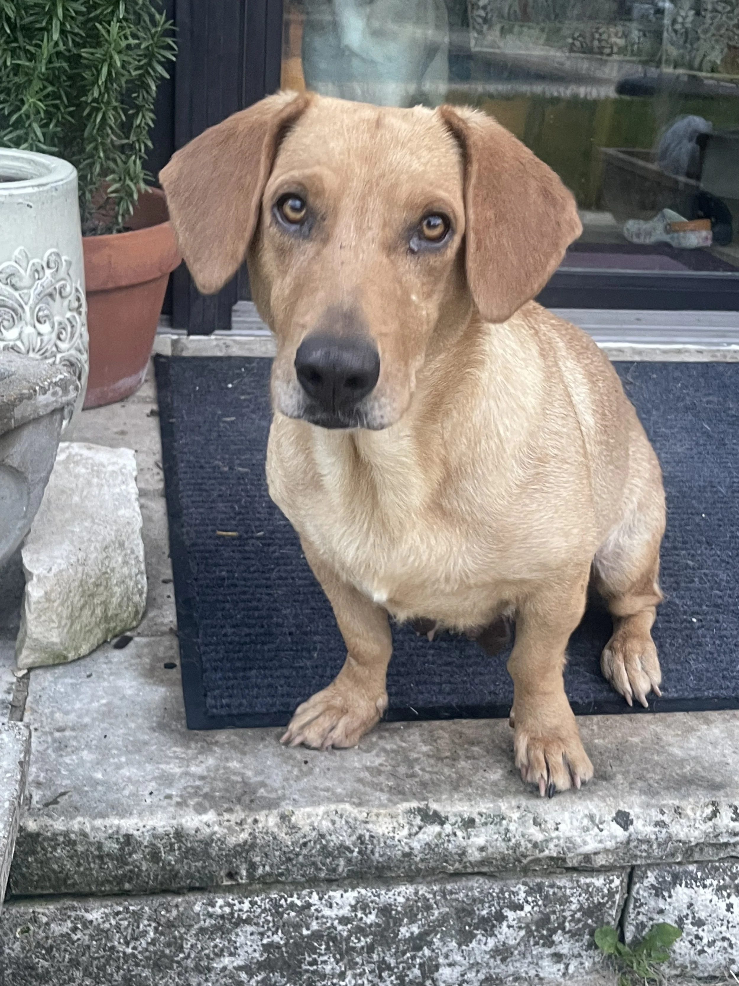 Penny