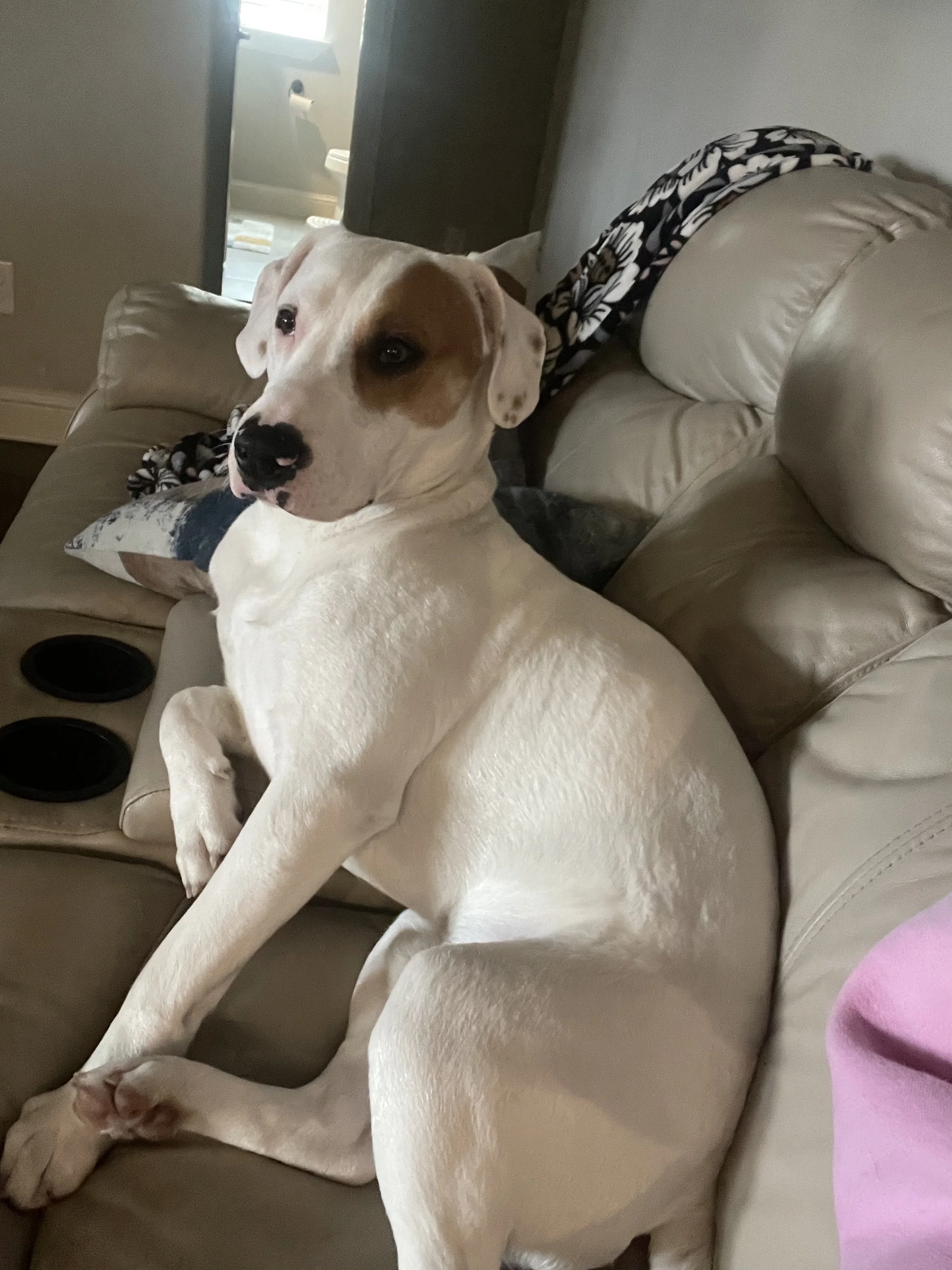 Treeing Walker Coonhound, Blueticked Coonhound, Pointer mix, Dallas, rescue dog, adopt, Fort Worth, Plano, McKinney, Anna, Texas