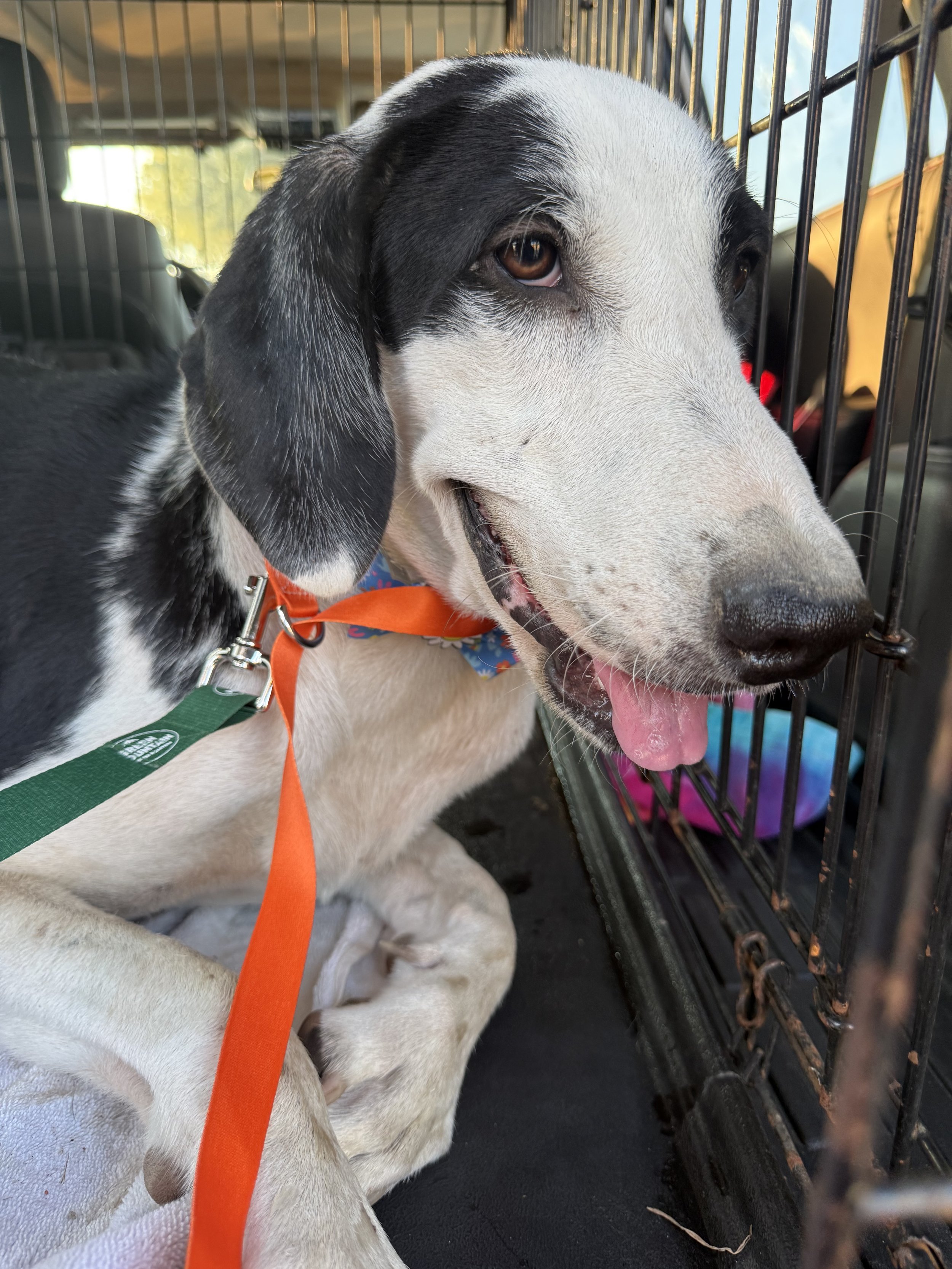 Pointer, GSP, mixed breed, Labrador, black and white dog, Dallas, rescue, adopt, Frisco, Anna, McKinney, DFW, Great Dane mix