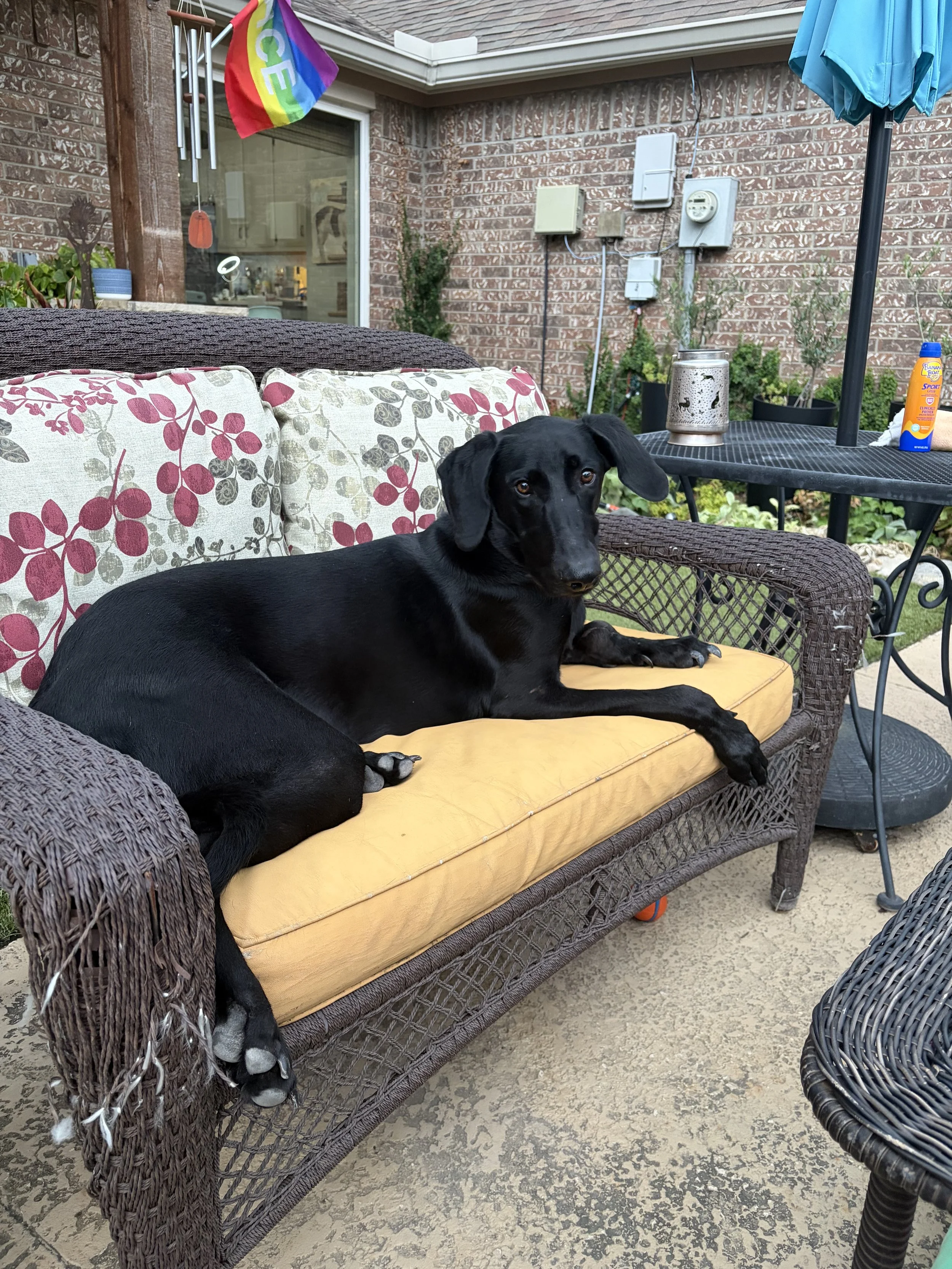Pointer, GSP, Black Labrador, Dallas, DFW, Plano, McKinney, adopt, rescue, Colorado, Frisco, Fort Worth