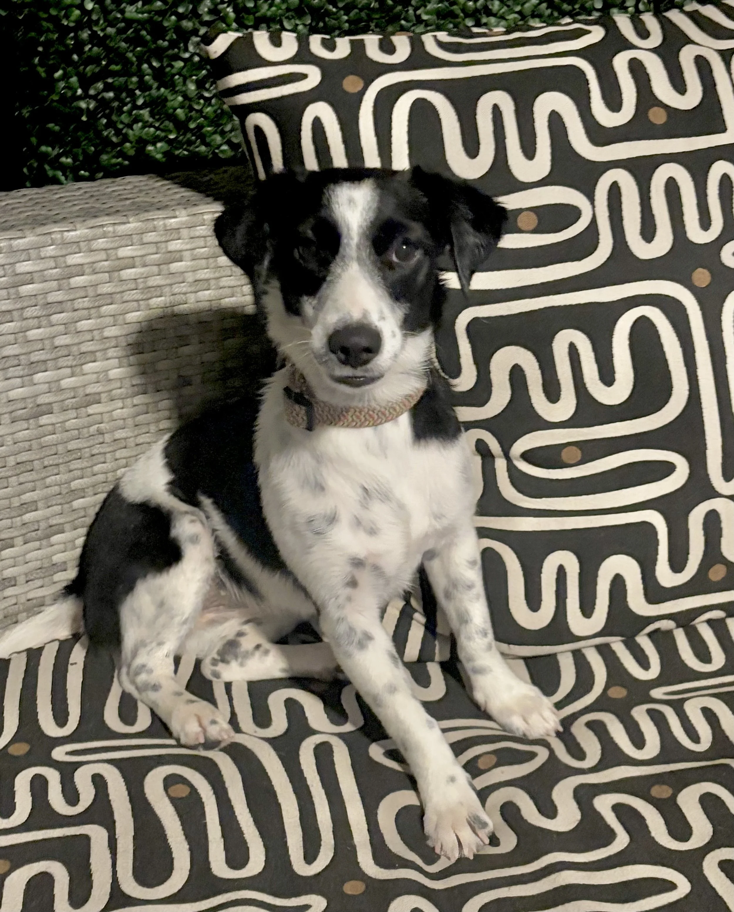 GSP, GSP puppy, puppy, black and white dog, rescue, adopt, North Texas, Dallas, Frisco, Plano, McKinney, Grapevine, puppy, cute dog