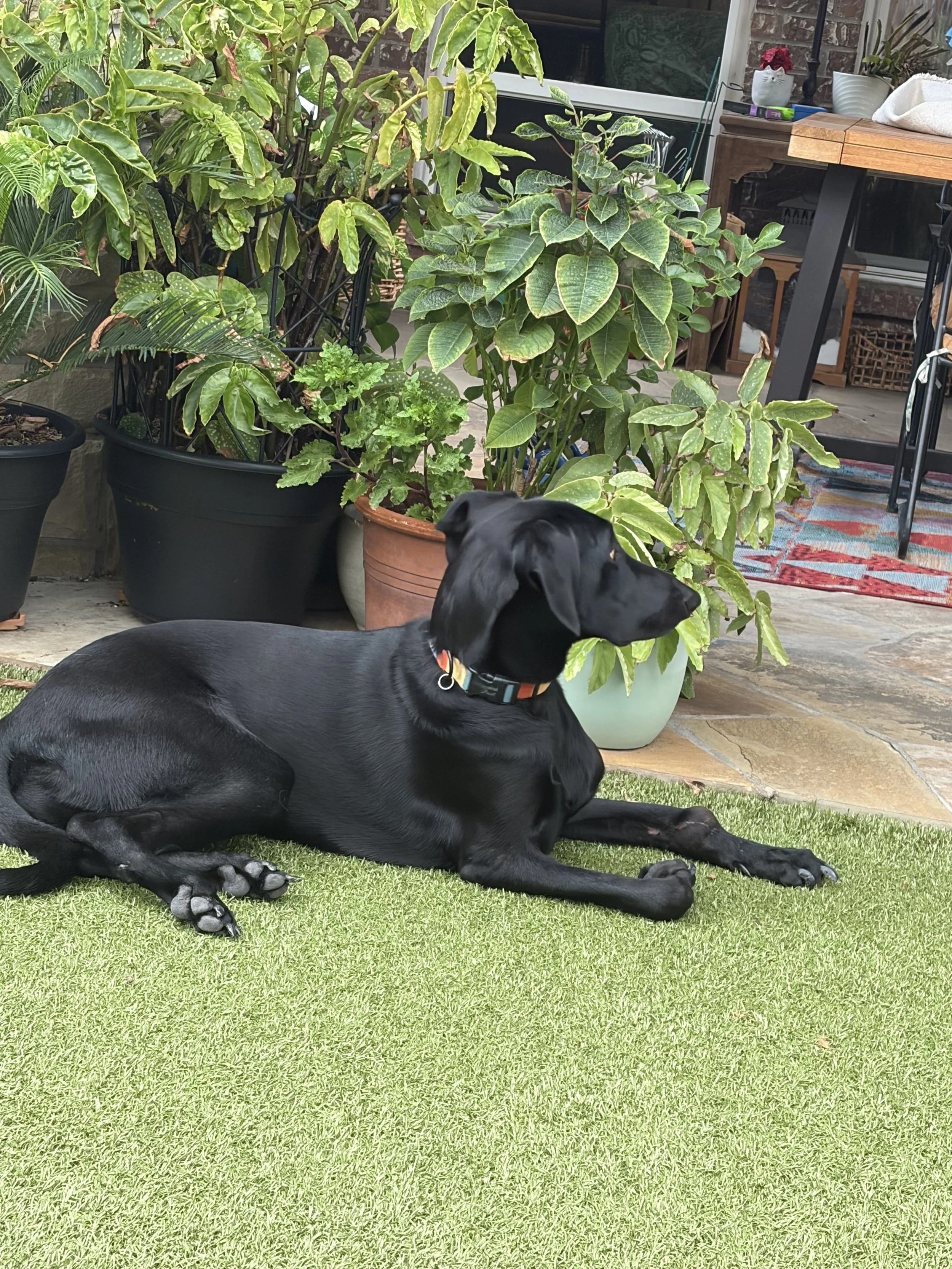 Pointer, GSP, Black Labrador, Dallas, DFW, Plano, McKinney, adopt, rescue, Colorado, Frisco, Fort Worth