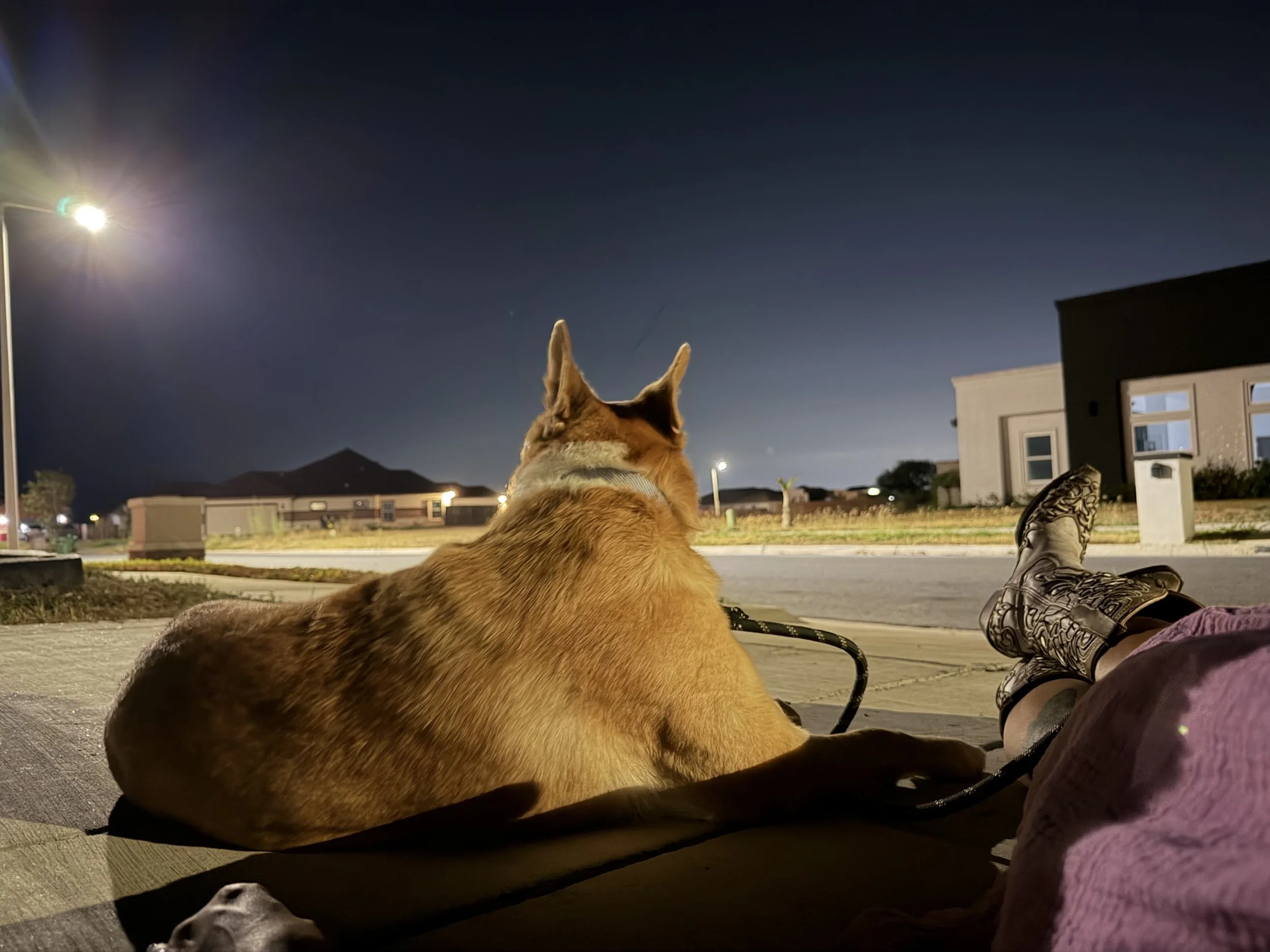 Carolina dog, mutt, rescue, adopt, tan dog, Dallas, Texas, Plano, McKinney, Grapevine