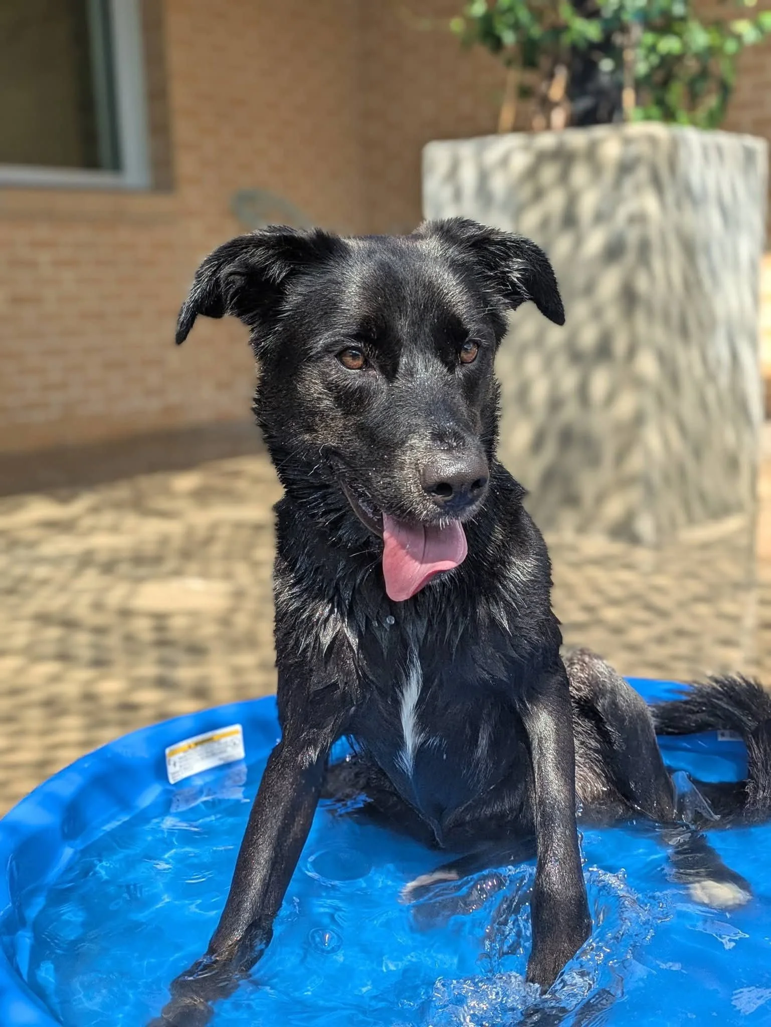 Black Labrador, dog, rescue, adopt, McKinney, DFW, Plano, Frisco, summer