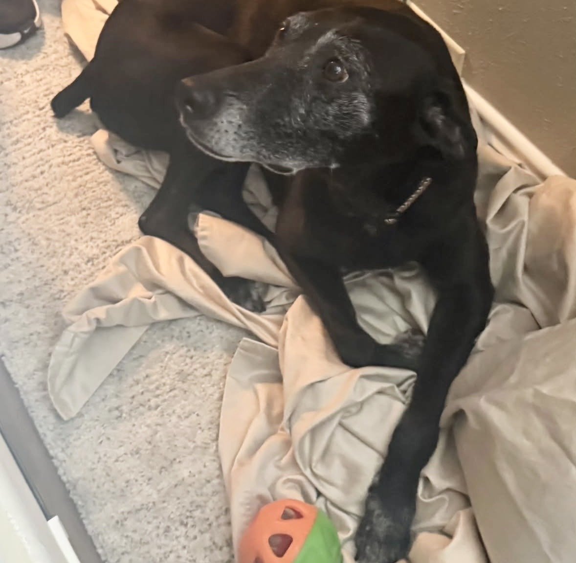 Senior dog, frosted face, GSP, Pointer, Dallas, McKinney, Plano, Frisco, Highland Park, black dog
