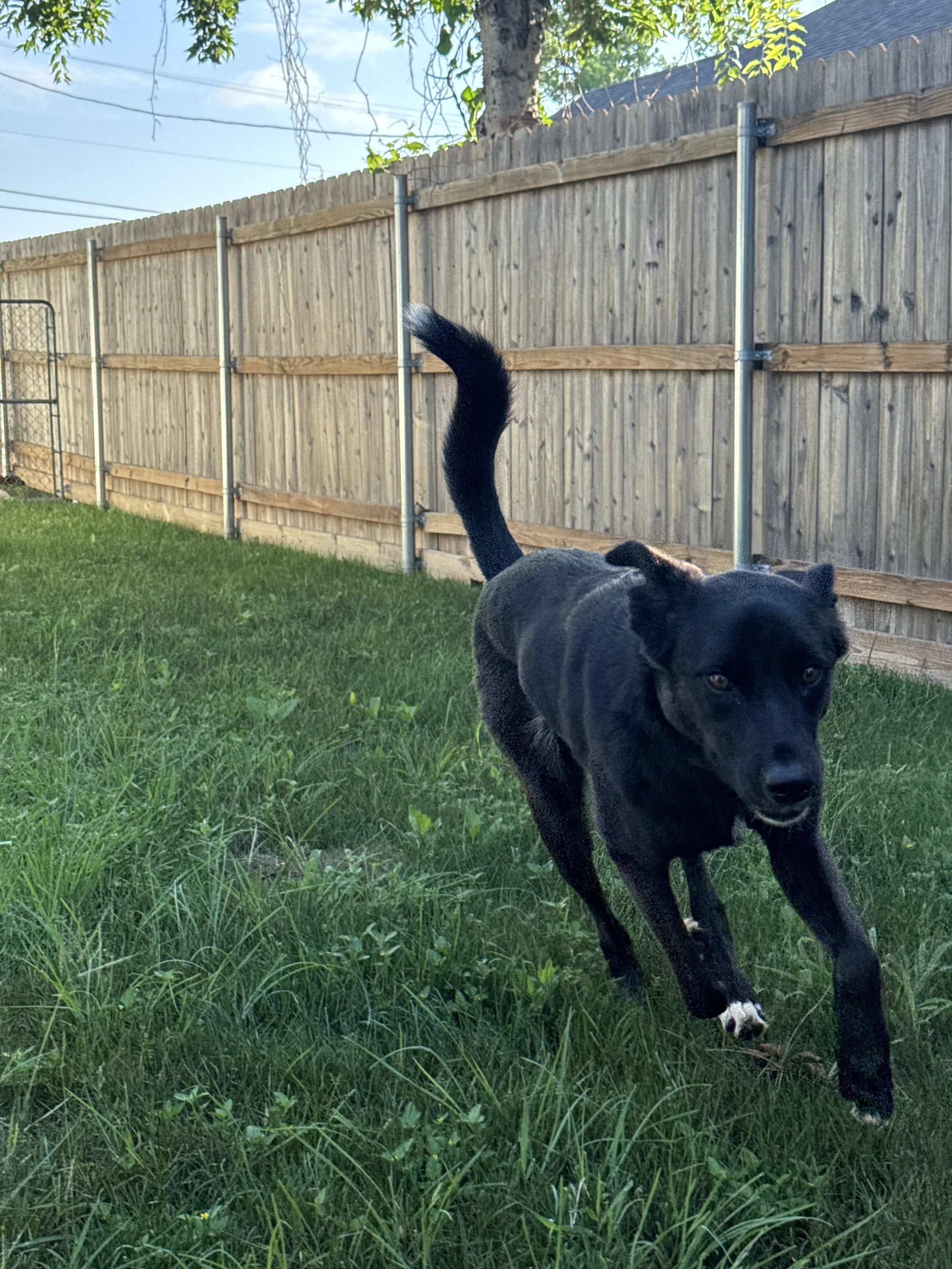 Black Labrador, dog, rescue, adopt, McKinney, DFW, Plano, Frisco, summer