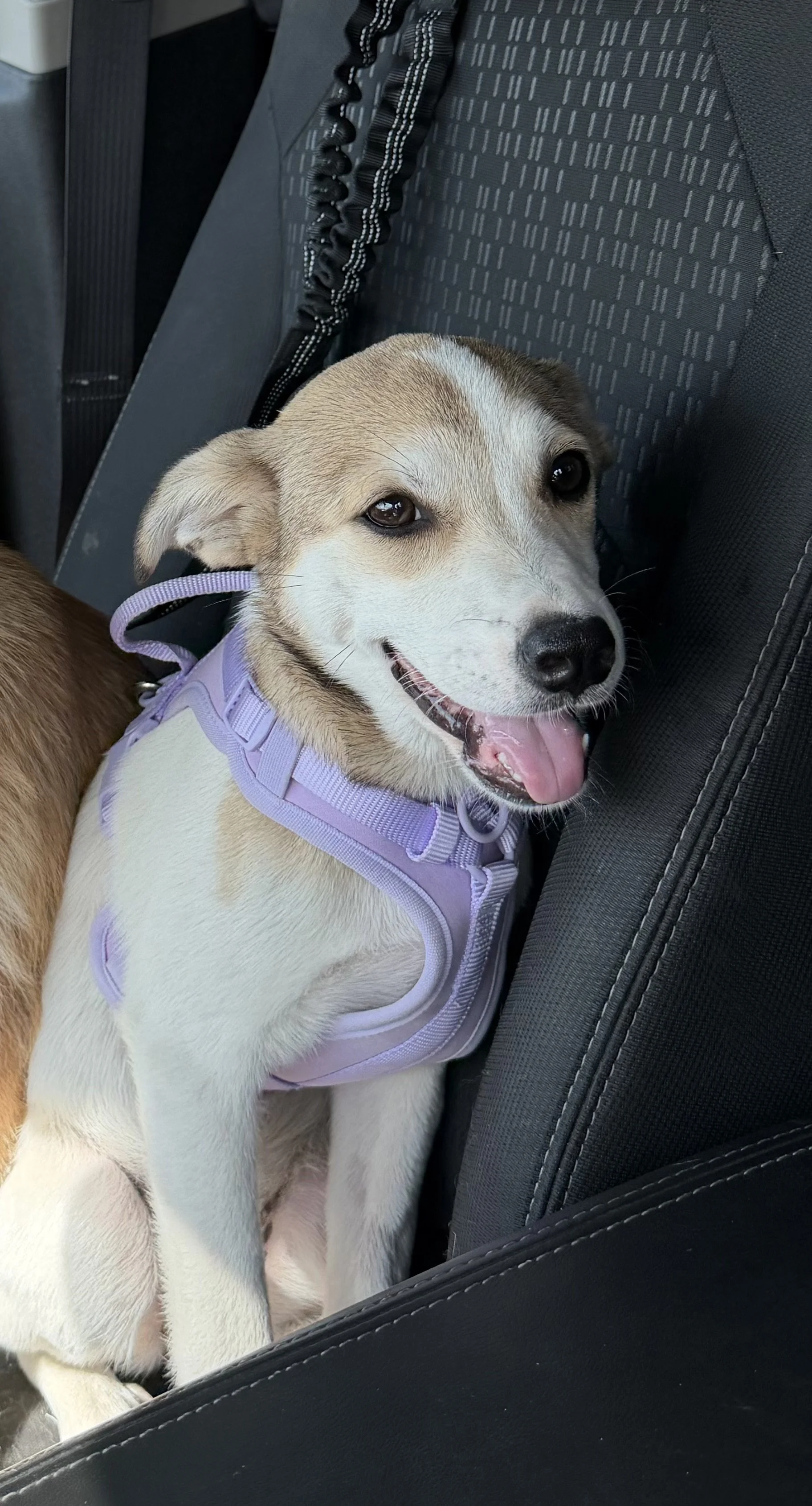 Terrier mix, summer, DFW, rescue dog, dog, puppy, adopt, Plano, TX, Frisco
