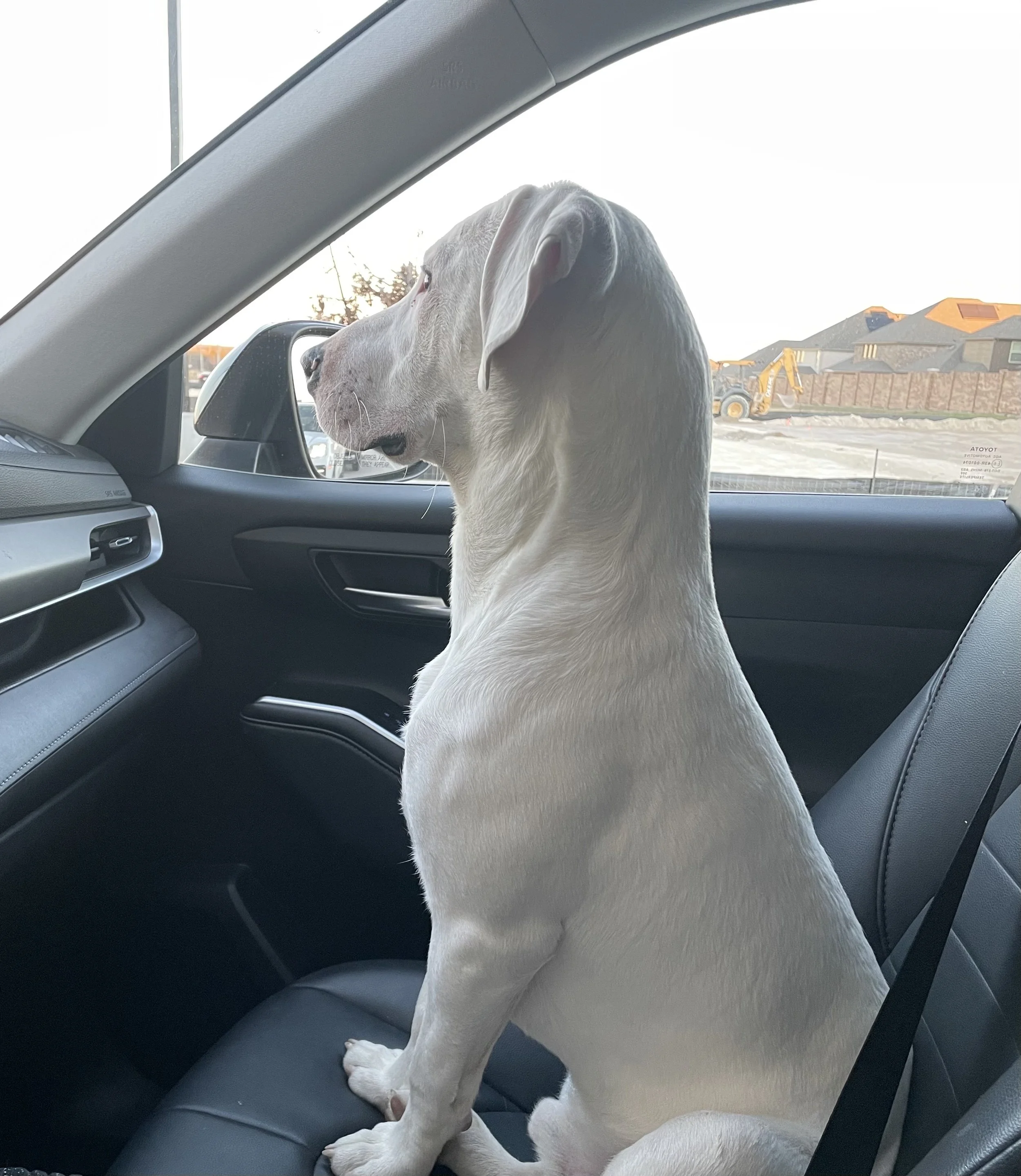 Treeing Walker Coonhound, Blueticked Coonhound, Pointer mix, Dallas, rescue dog, adopt, Fort Worth, Plano, McKinney, Anna, Texas