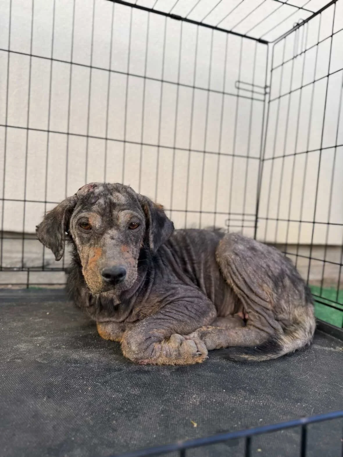 Rescue, adopt, Dallas, summer, Shepherd mix, DFW, Plano, Fort Worth