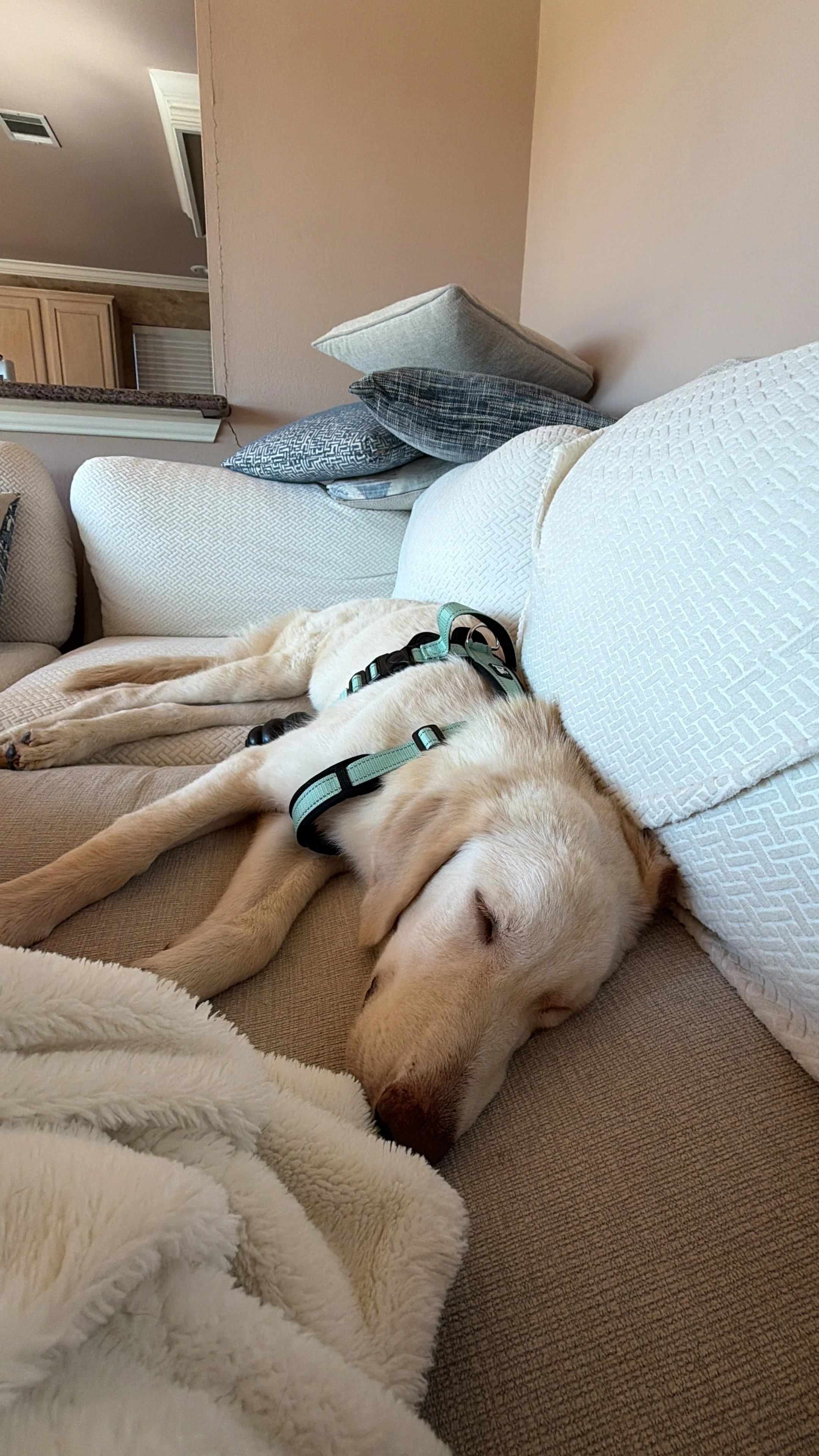 Golden Retriever mix, Labrador mix, yellow lab, Dallas, DFW, Ana, Texas, adopt, rescue, Frisco, Plano, McKinney, Grapevine