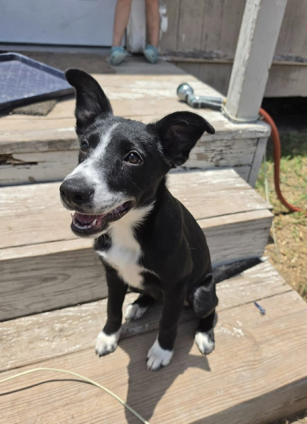 Pointer mix puppy, black and white dog, cute dog, big ears, Pointer, Dallas, McKinney, Plano, rescue, adopt