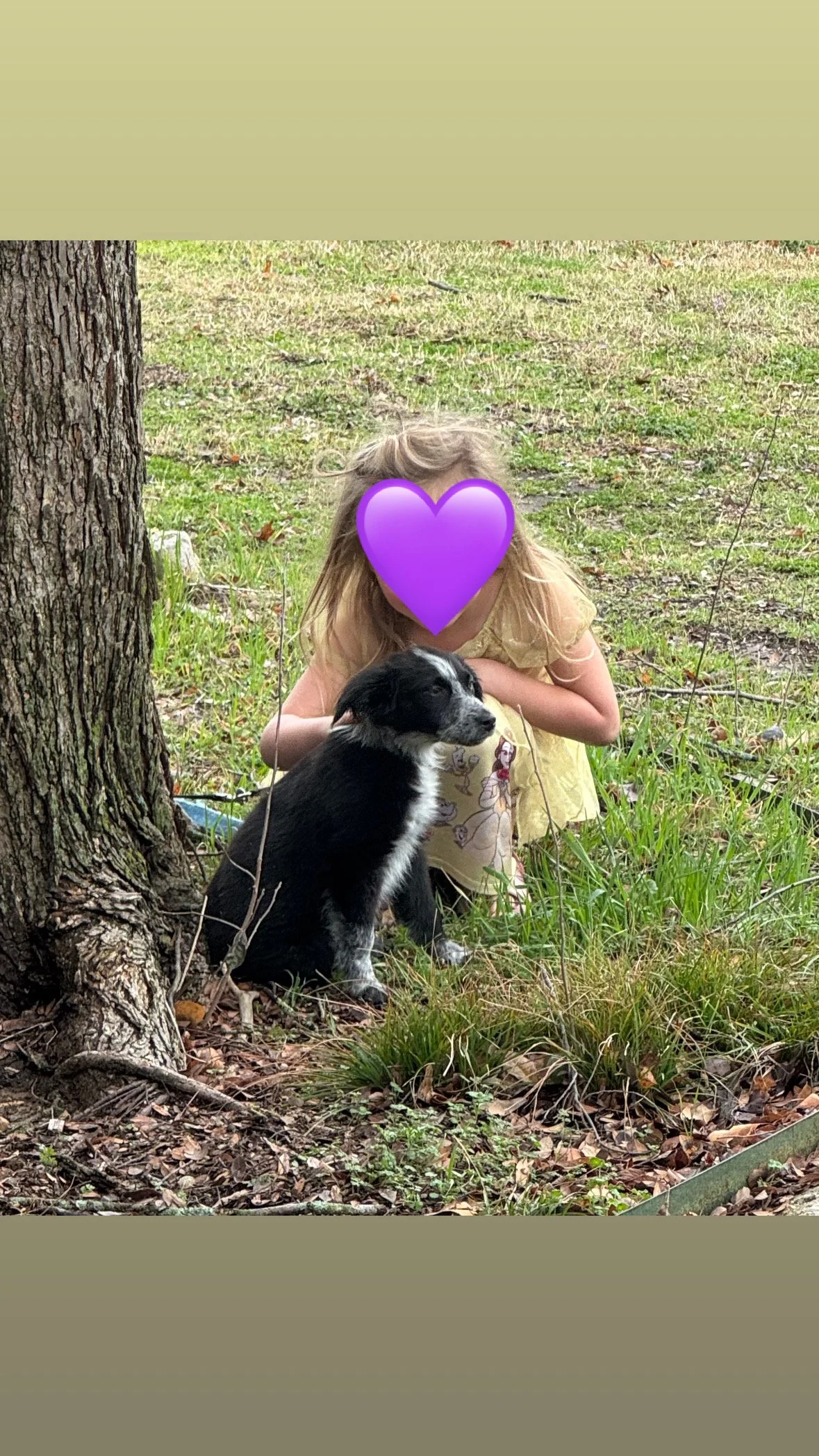 Pointer puppy, puppy, GSP puppy, German Shorthaired puppy, DFW, McKinney, Fort Worth, Texas, rescue, adopt, Southlake, kid-friendly