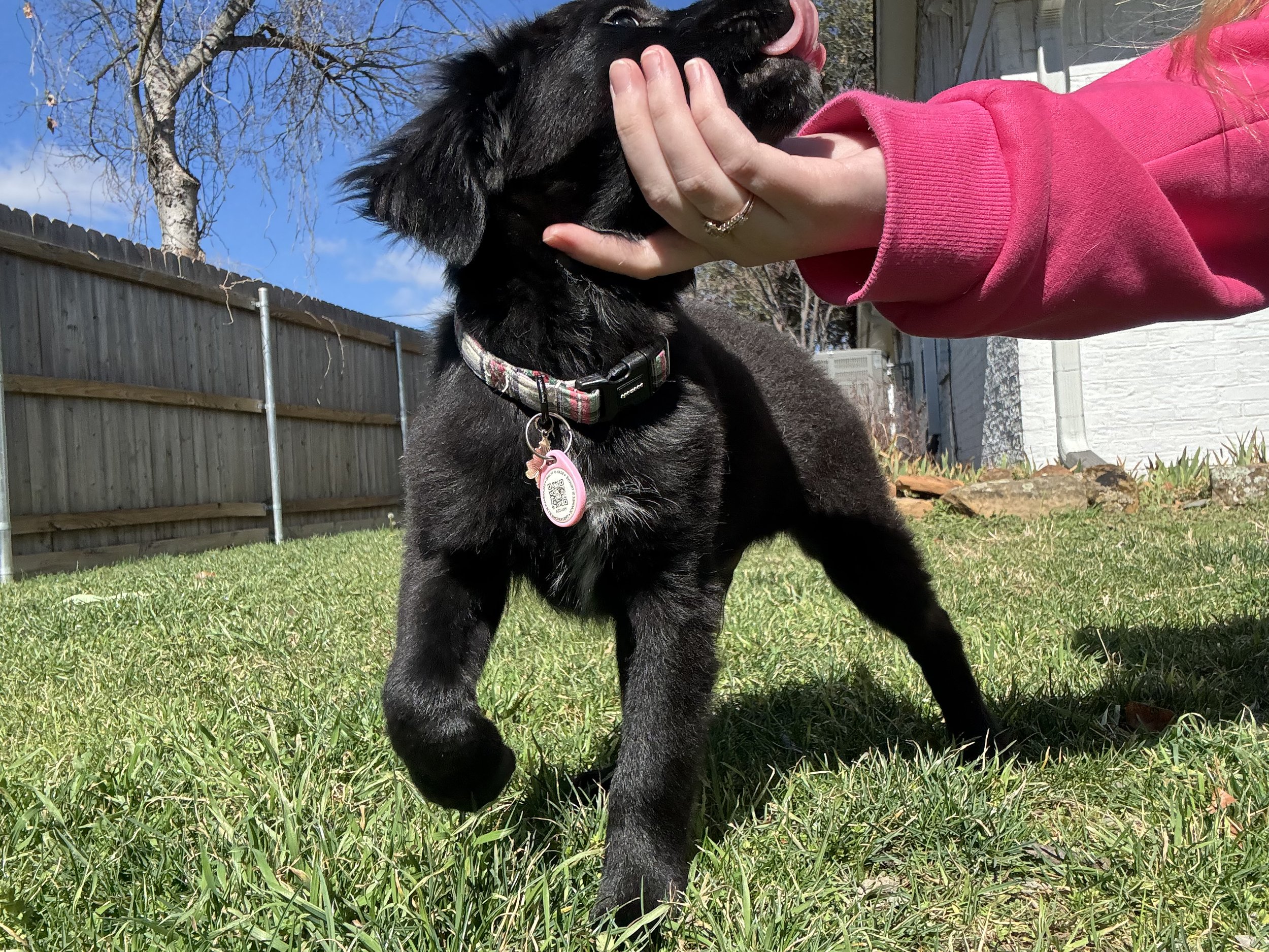 Flat Coated Retriever, Black Labrador Retriever, Retriever, Dallas, McKinney, Plano, Frisco, Carrollton, rescue, adopt, puppy