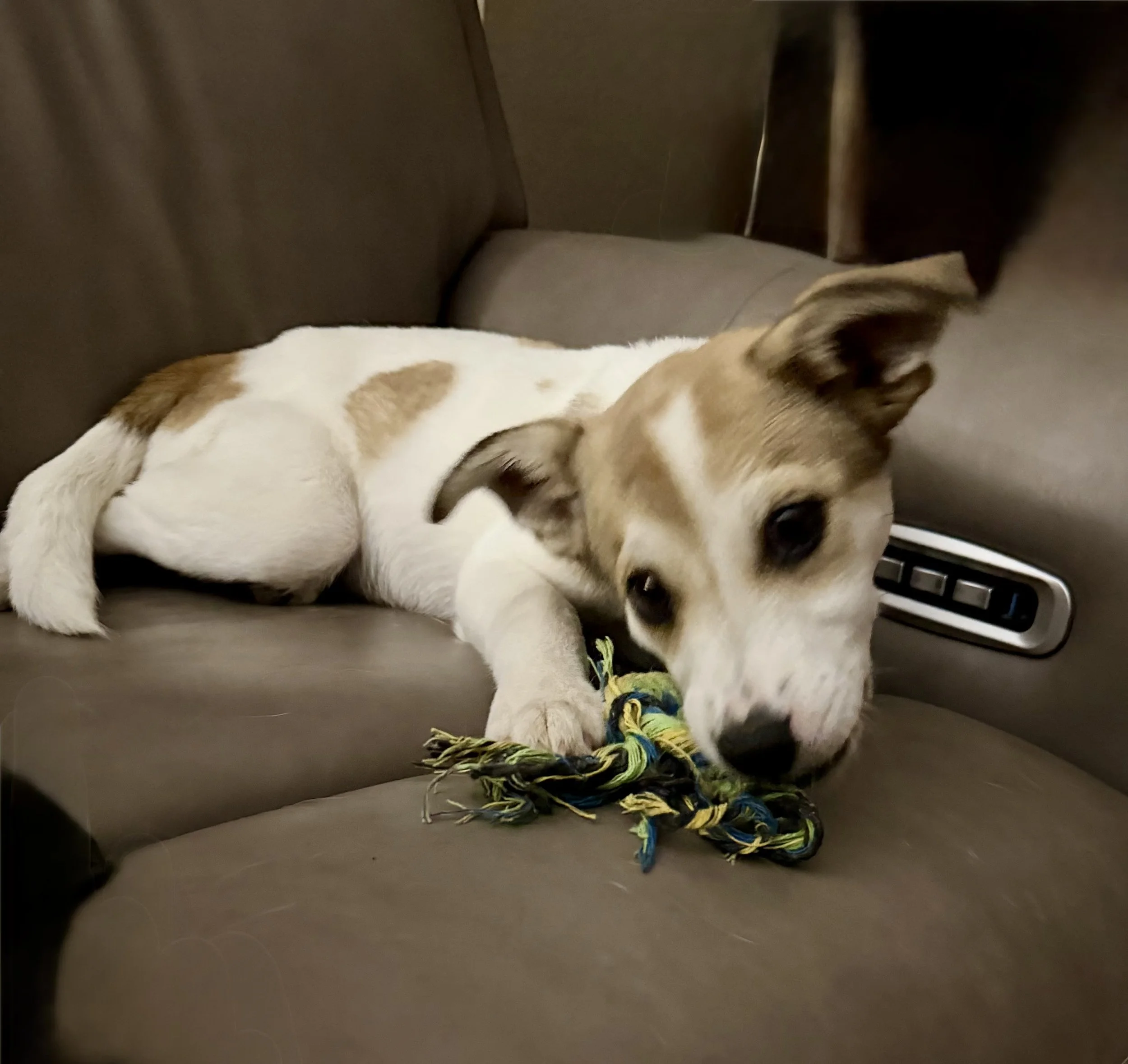 Terrier mix, summer, DFW, rescue dog, dog, puppy, adopt, Plano, TX, Frisco