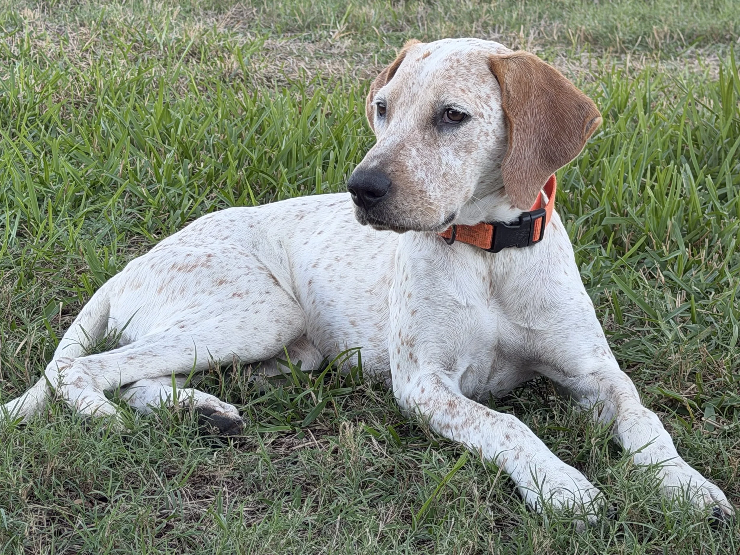 English Pointer, Pointer, GSP, adopt, rescue, Dallas, Colorado, McKinney, Plano, DFW, North Texas, Grapevine, Frisco, Anna, Nebraska, dog