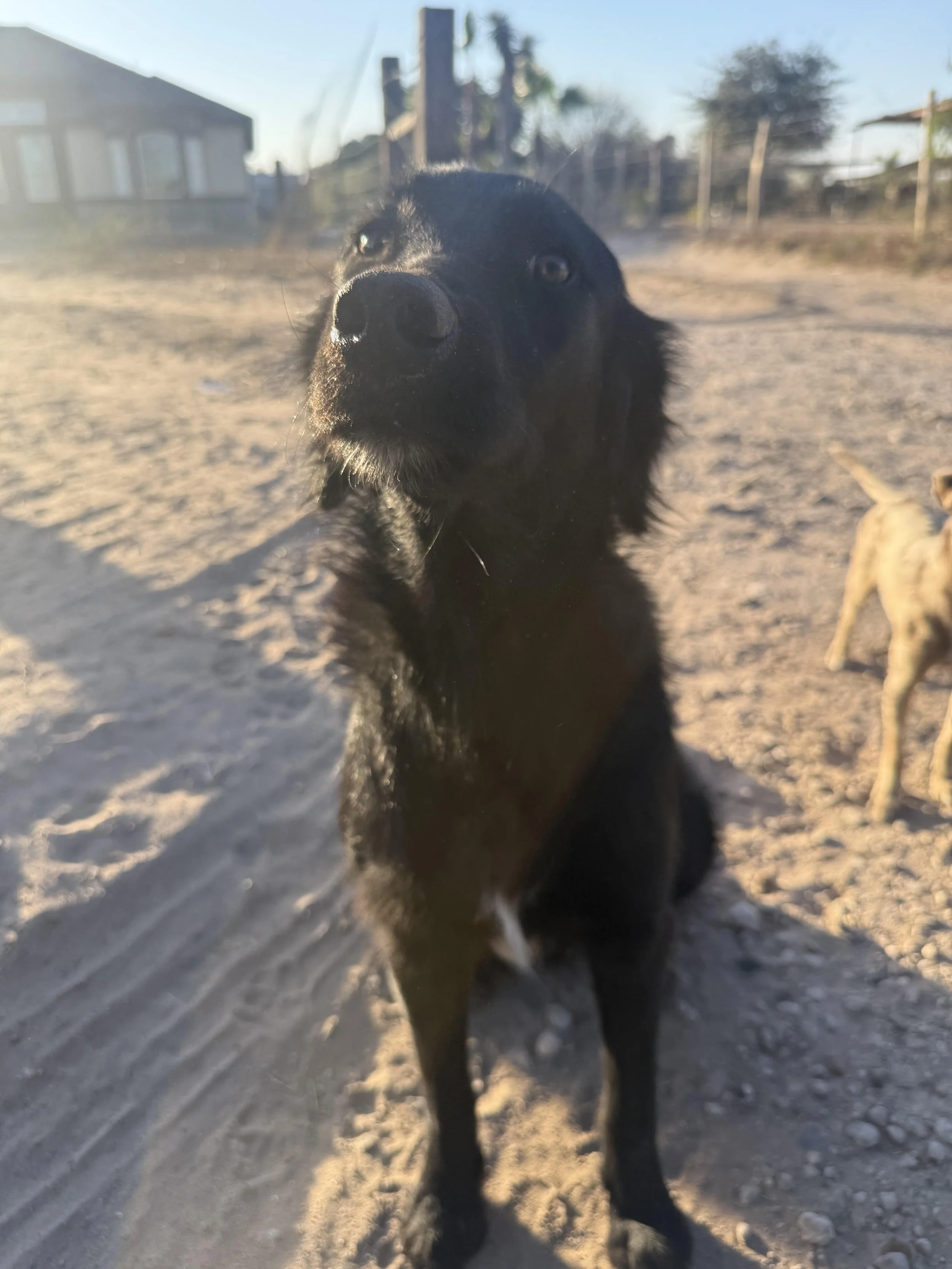 Flat-coated Retriever, Retriever, Black Labrador Retriever mix, adopt, rescue dog, Dallas