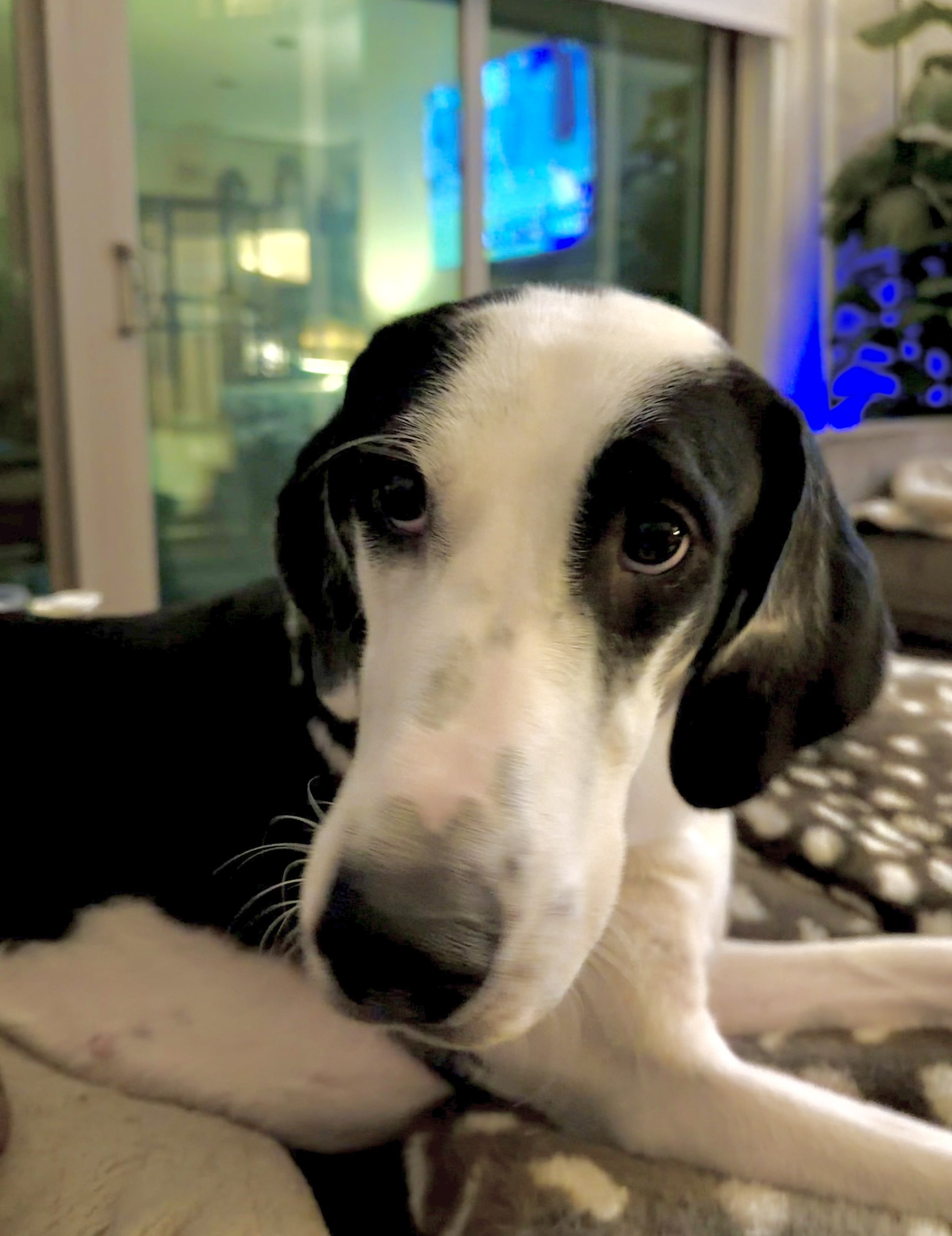 Pointer, GSP, mixed breed, Labrador, black and white dog, Dallas, rescue, adopt, Frisco, Anna, McKinney, DFW