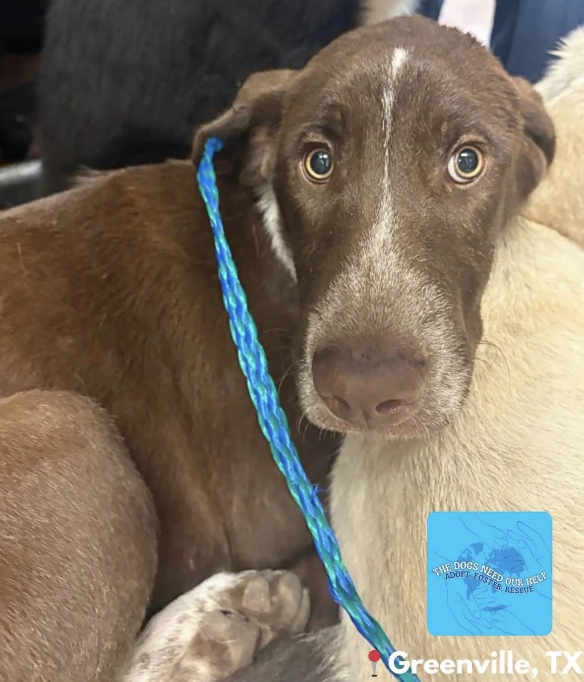 Pointer, German Shorthaired Pointer, bird dog, DFW, Dallas, summer, rescue, adopt, dog