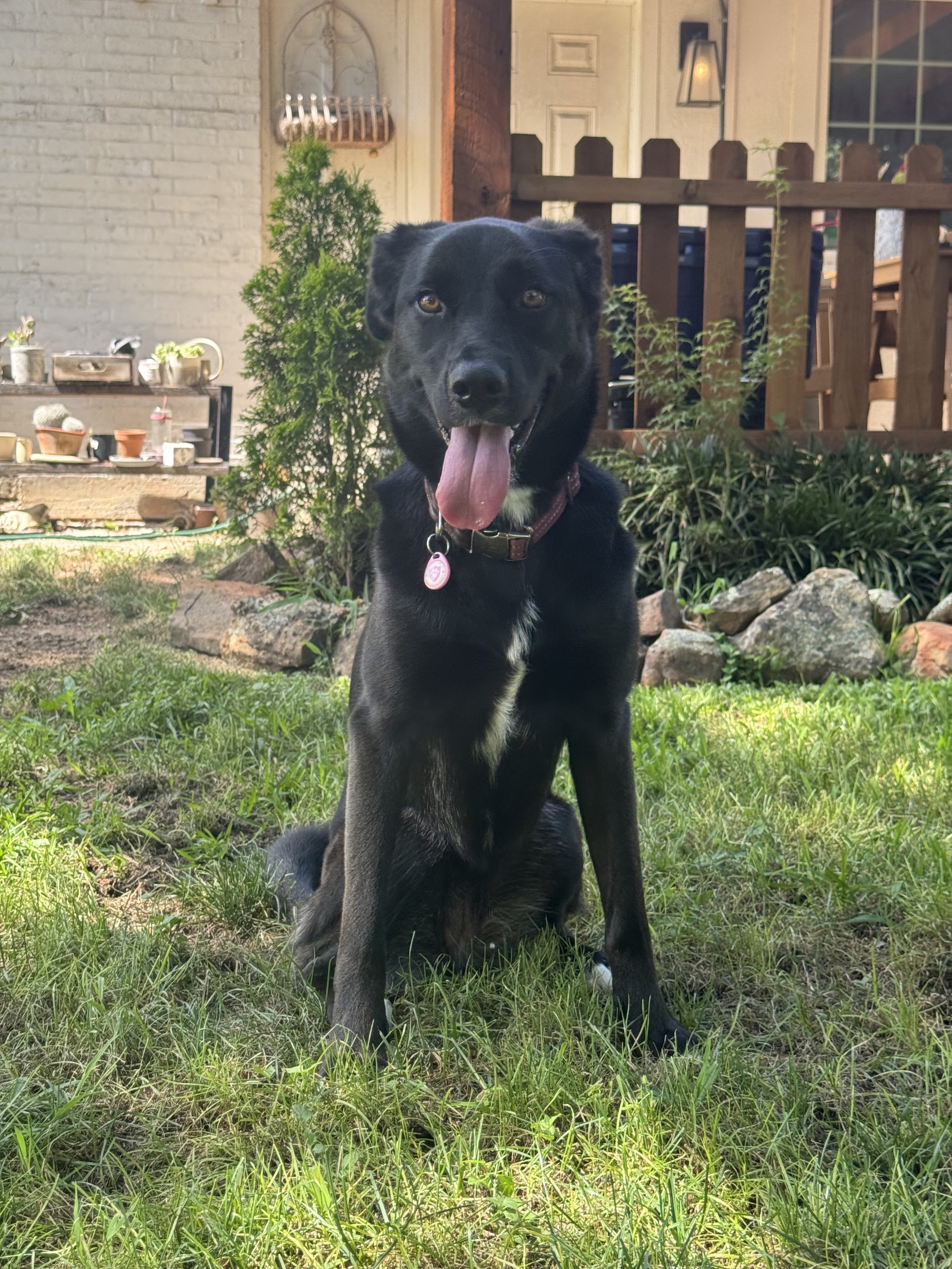 Black Labrador, dog, rescue, adopt, McKinney, DFW, Plano, Frisco, summer