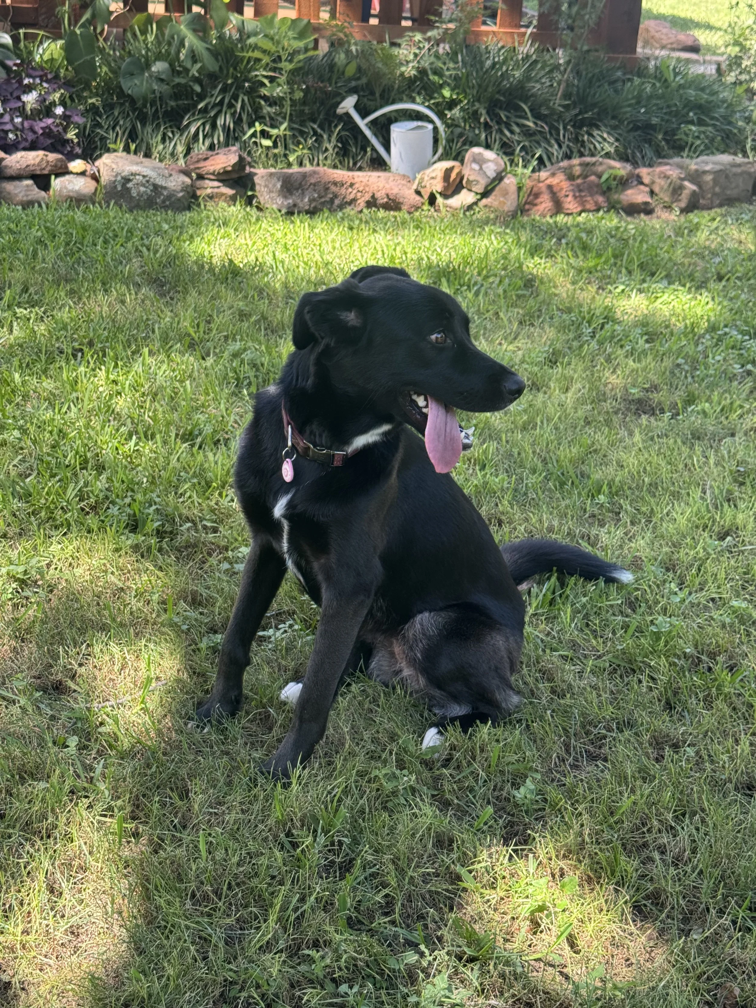 Black Labrador, dog, rescue, adopt, McKinney, DFW, Plano, Frisco, summer