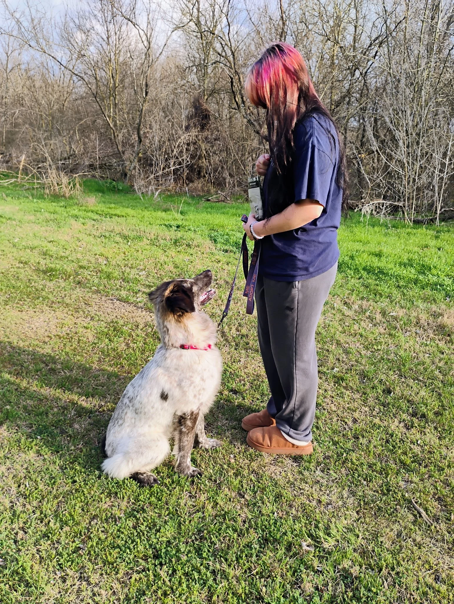 Australian Shepherd, Border Collie, DFW, Plano, McKinney, adopt, rescue dog, I would rather be with my dog, agility dog, flyball, dog training