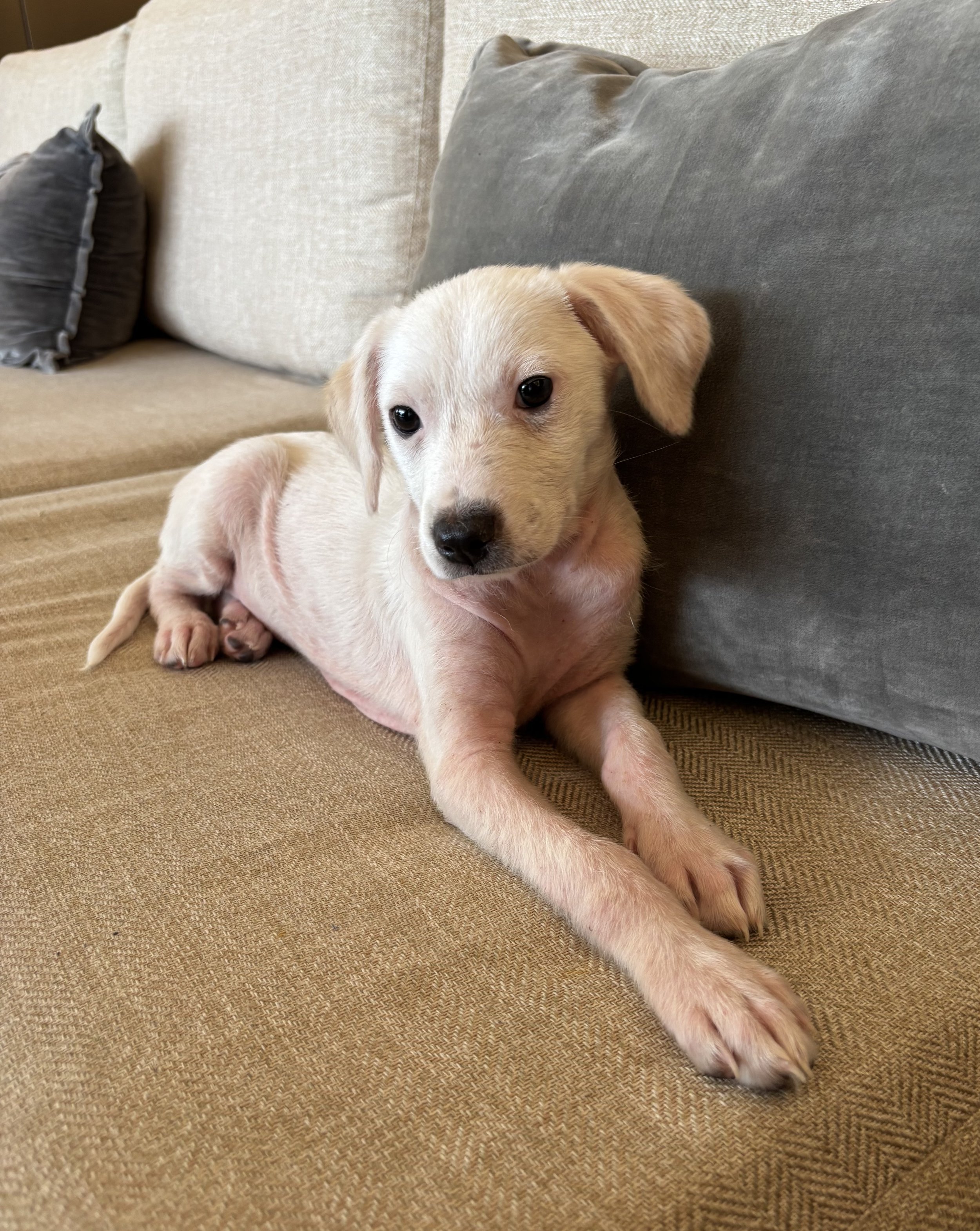 Puppy, white Labrador, Labrador, DFW, Plano, McKinney, Frisco, Dallas, Fort Worth, labrador puppy, adoptable, rescue dog