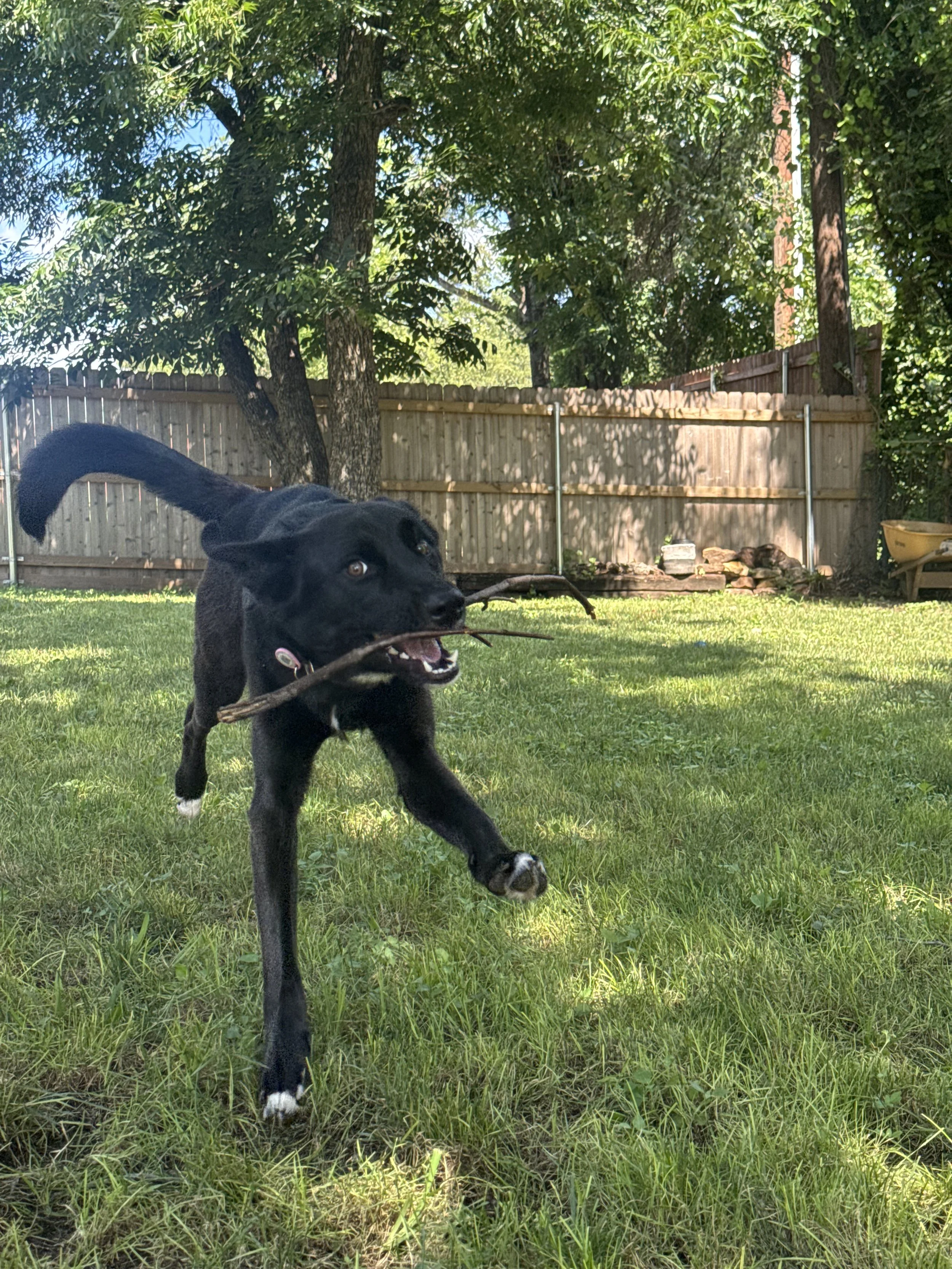 Black Labrador, dog, rescue, adopt, McKinney, DFW, Plano, Frisco, summer