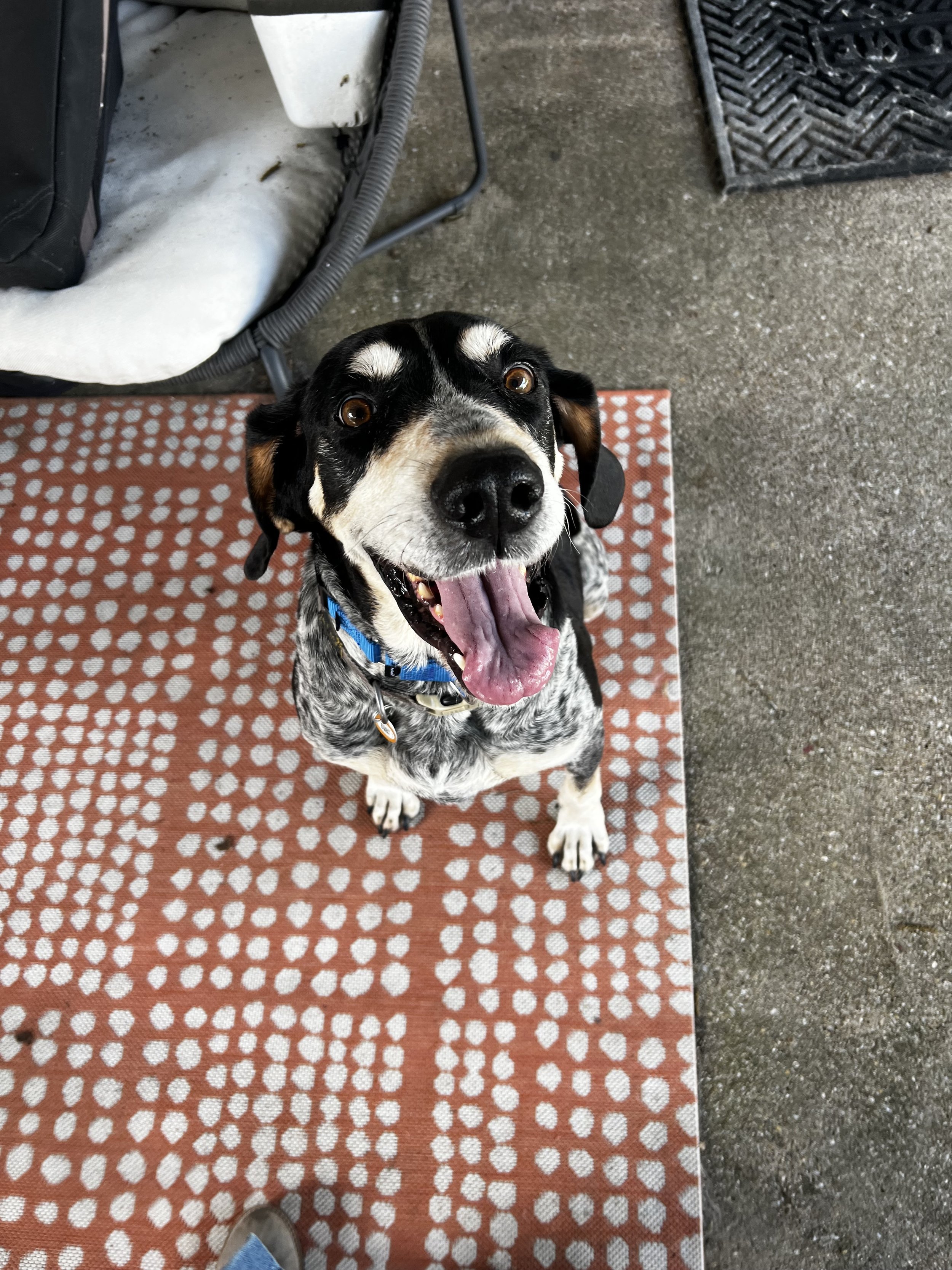 Bluetick Coonhound, Hound, Dallas, Adopt, rescue dog, I would rather be with my dog, McKinney, Plano, Fort Worth, pizza, DFW, London