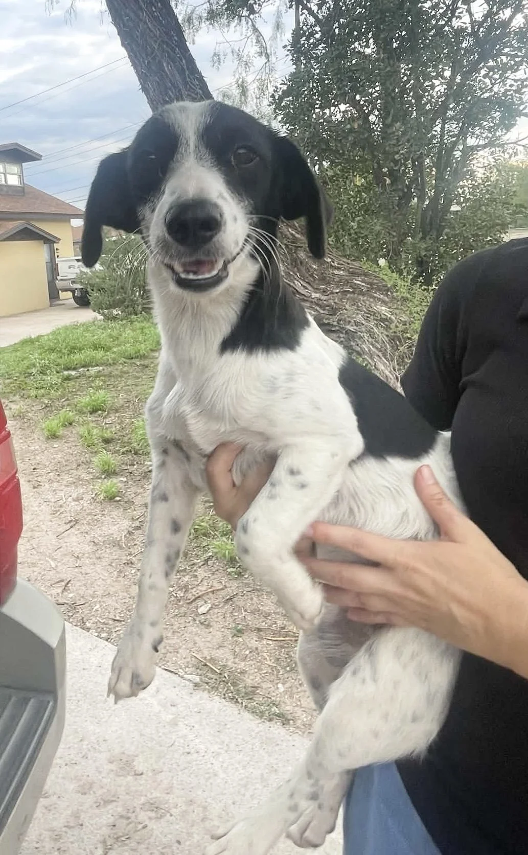 GSP, GSP puppy, puppy, black and white dog, rescue, adopt, North Texas, Dallas, Frisco, Plano, McKinney, Grapevine, puppy, cute dog