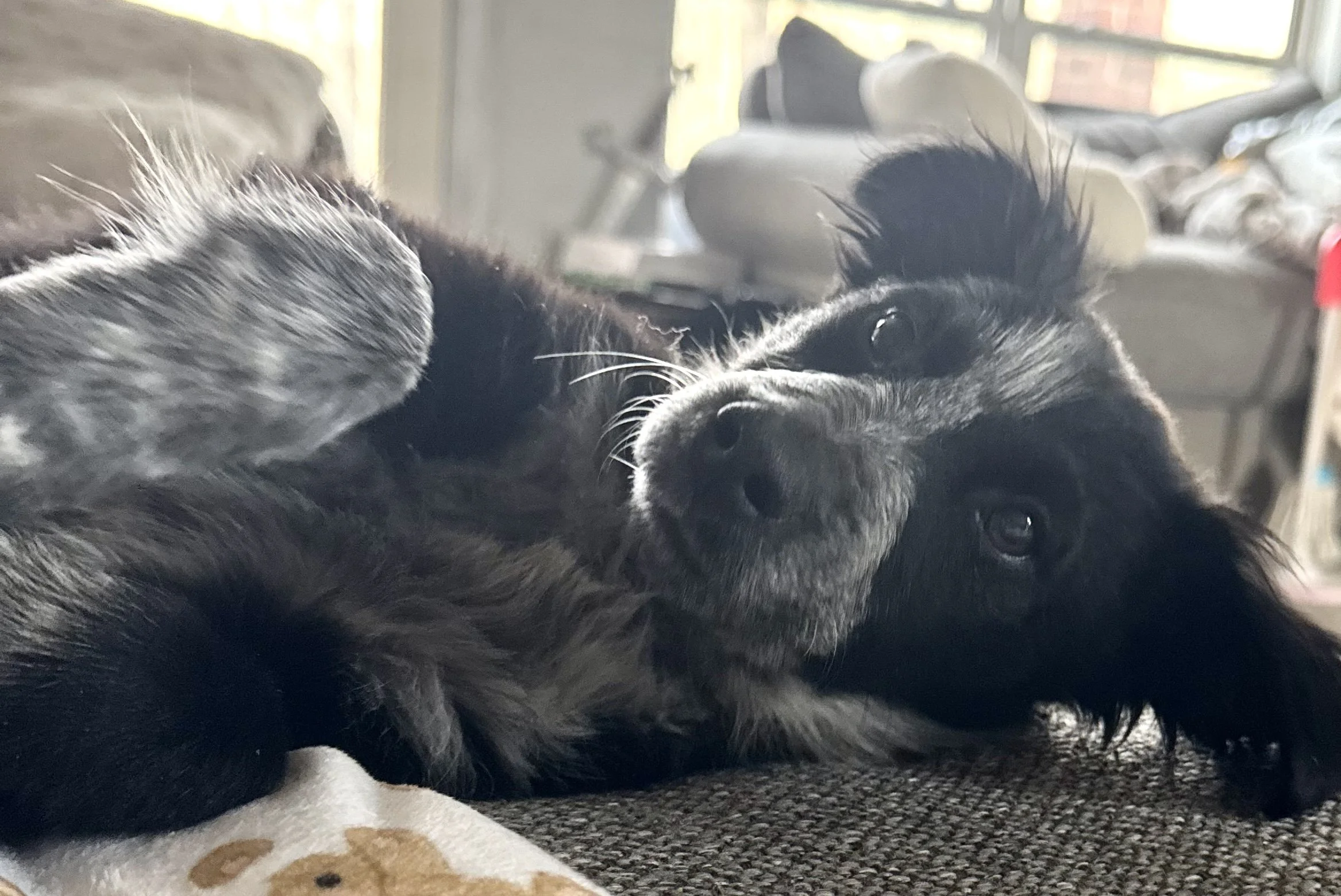 Pointer puppy, puppy, GSP puppy, German Shorthaired puppy, DFW, McKinney, Fort Worth, Texas, rescue, adopt, Southlake, kid-friendly