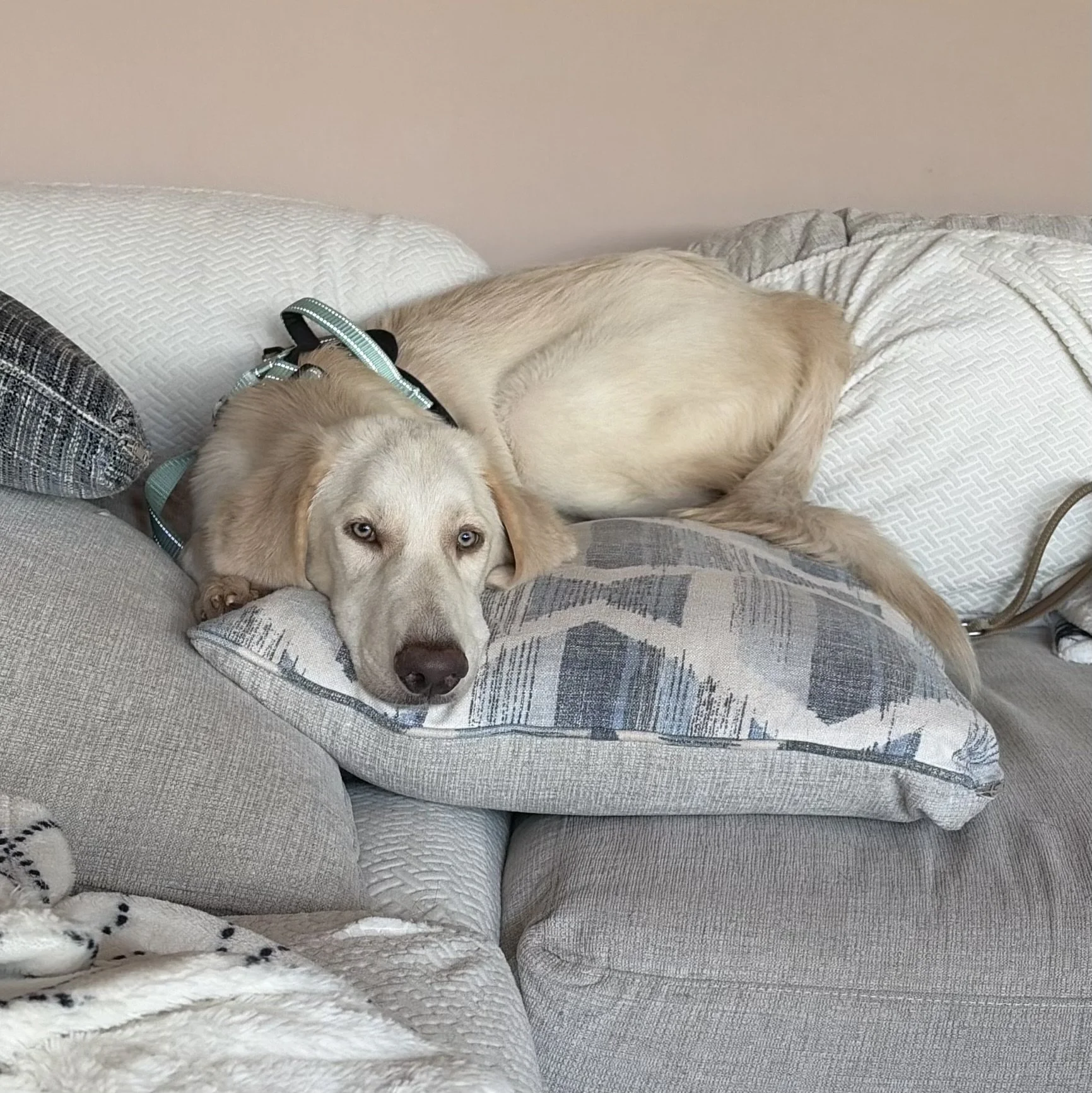 Golden Retriever mix, Labrador mix, yellow lab, Dallas, DFW, Ana, Texas, adopt, rescue, Frisco, Plano, McKinney, Grapevine