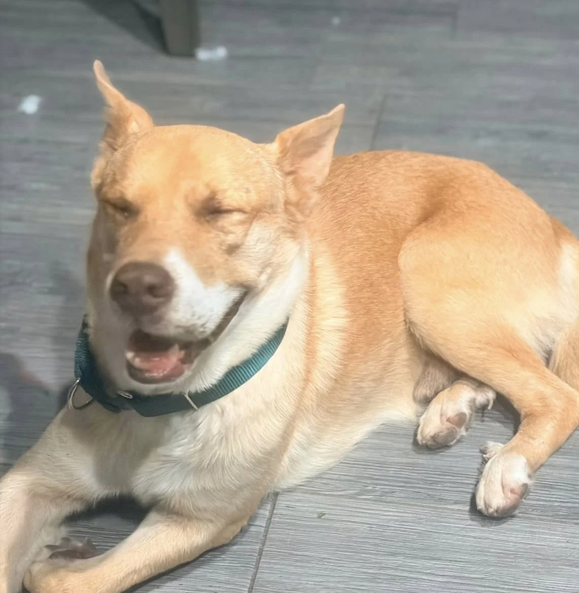 Carolina dog, mutt, rescue, adopt, tan dog, Dallas, Texas, Plano, McKinney, Grapevine