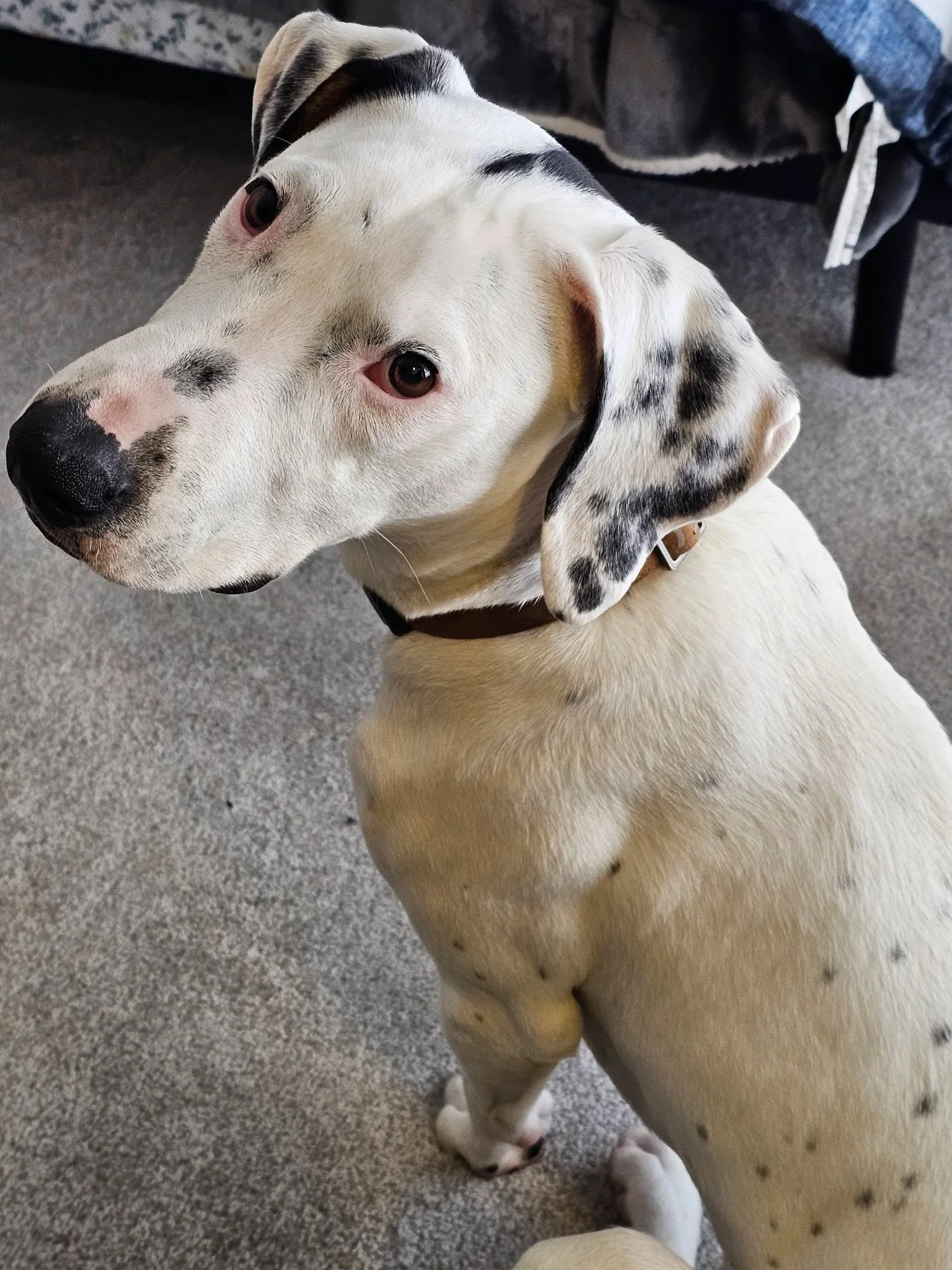 Treeing Walker Coonhound, Dallas, rescue dog, adopt, DFW, Fort Worth, Frisco, Plano, McKinney