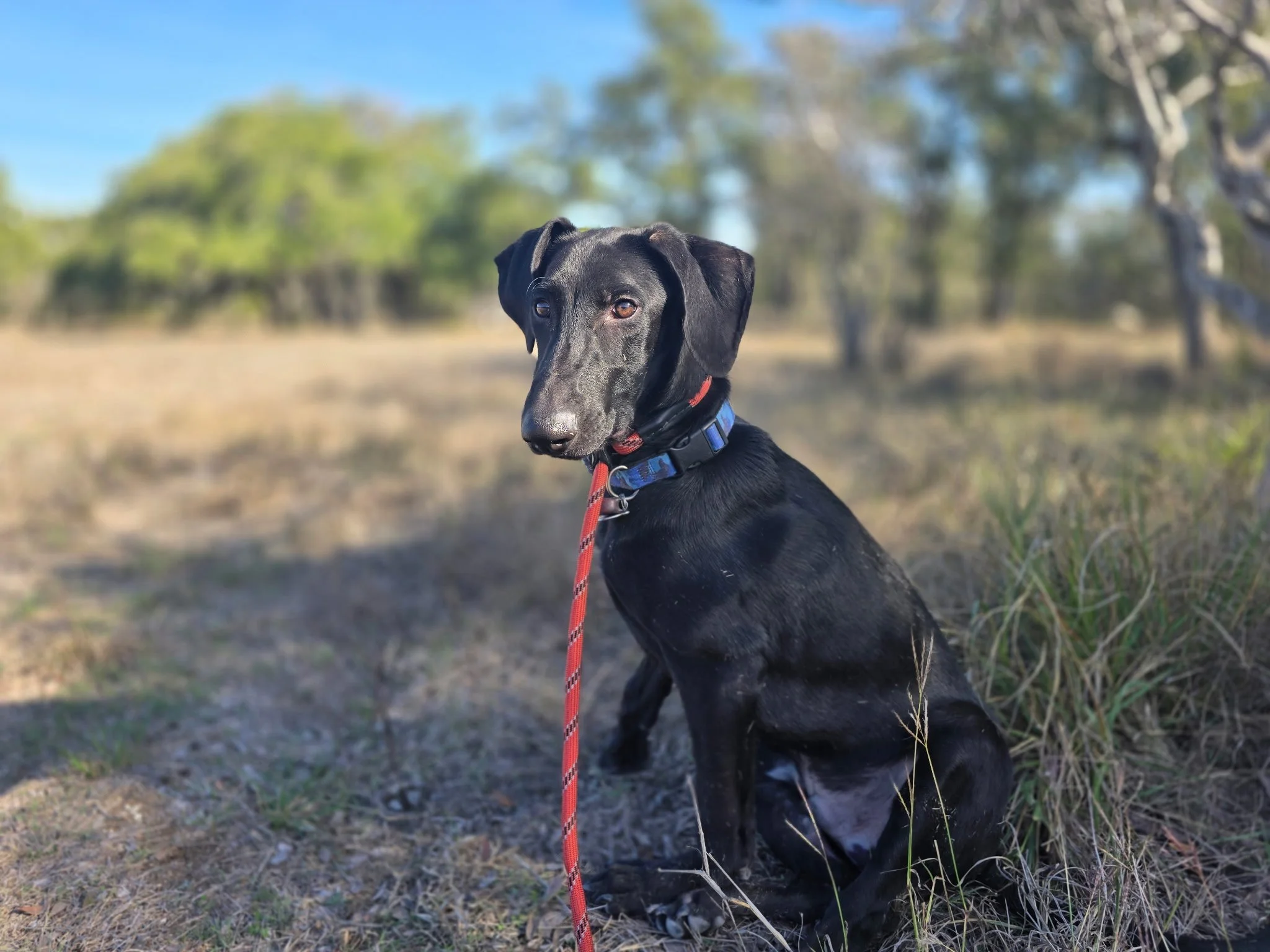 Pointer, GSP, Black Labrador, Dallas, DFW, Plano, McKinney, adopt, rescue, Colorado, Frisco, Fort Worth