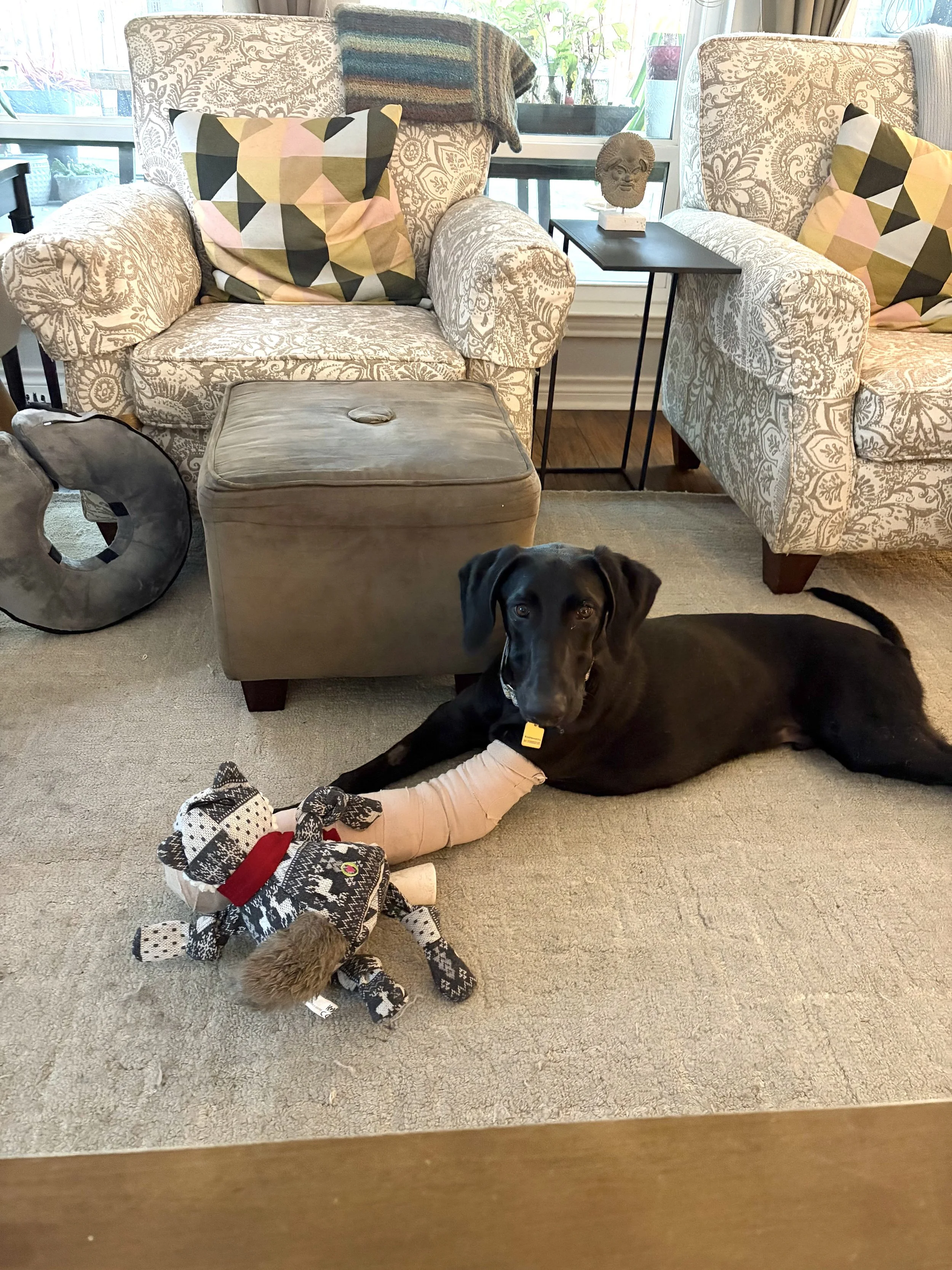 Pointer, GSP, Black Labrador, Dallas, DFW, Plano, McKinney, adopt, rescue, Colorado, Frisco, Fort Worth